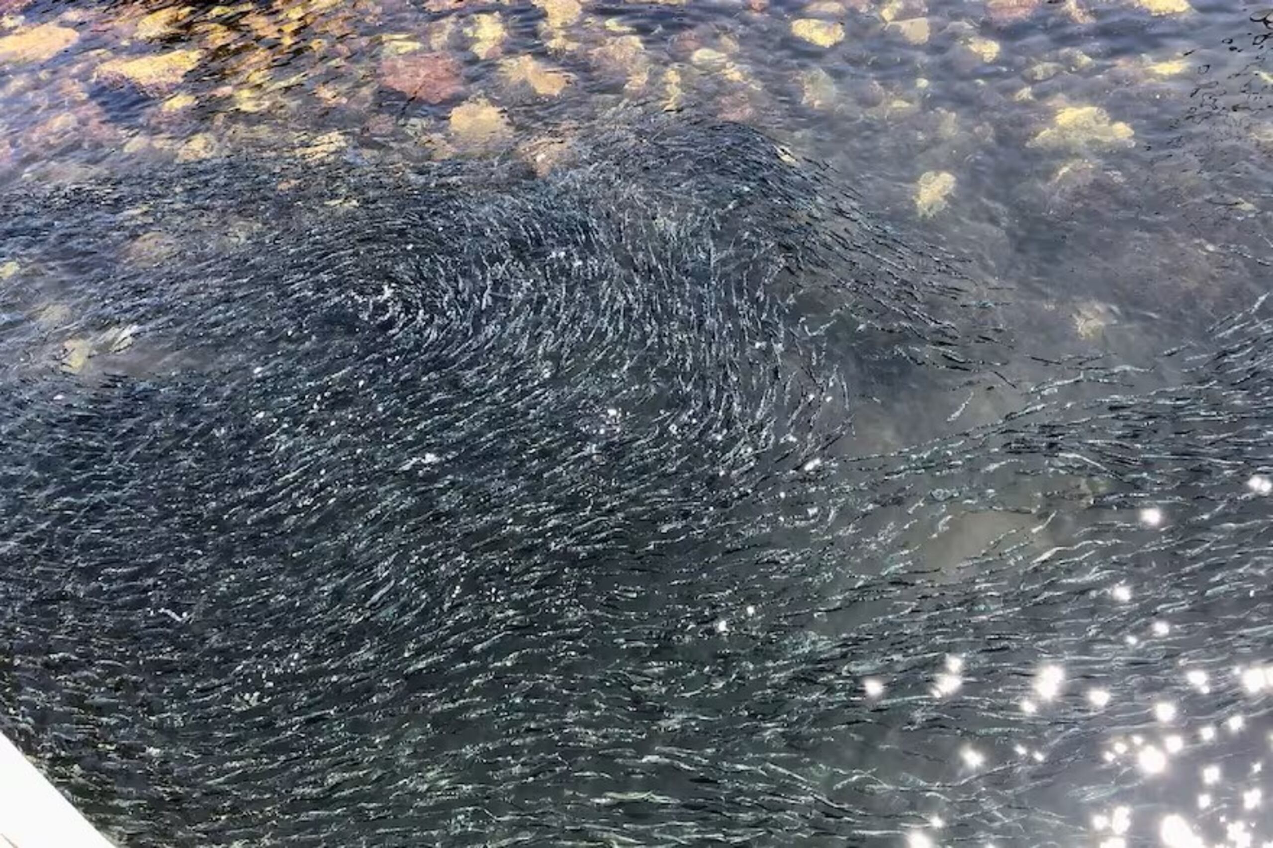 Las anchoas invadieron el puerto de Santa Criz em California