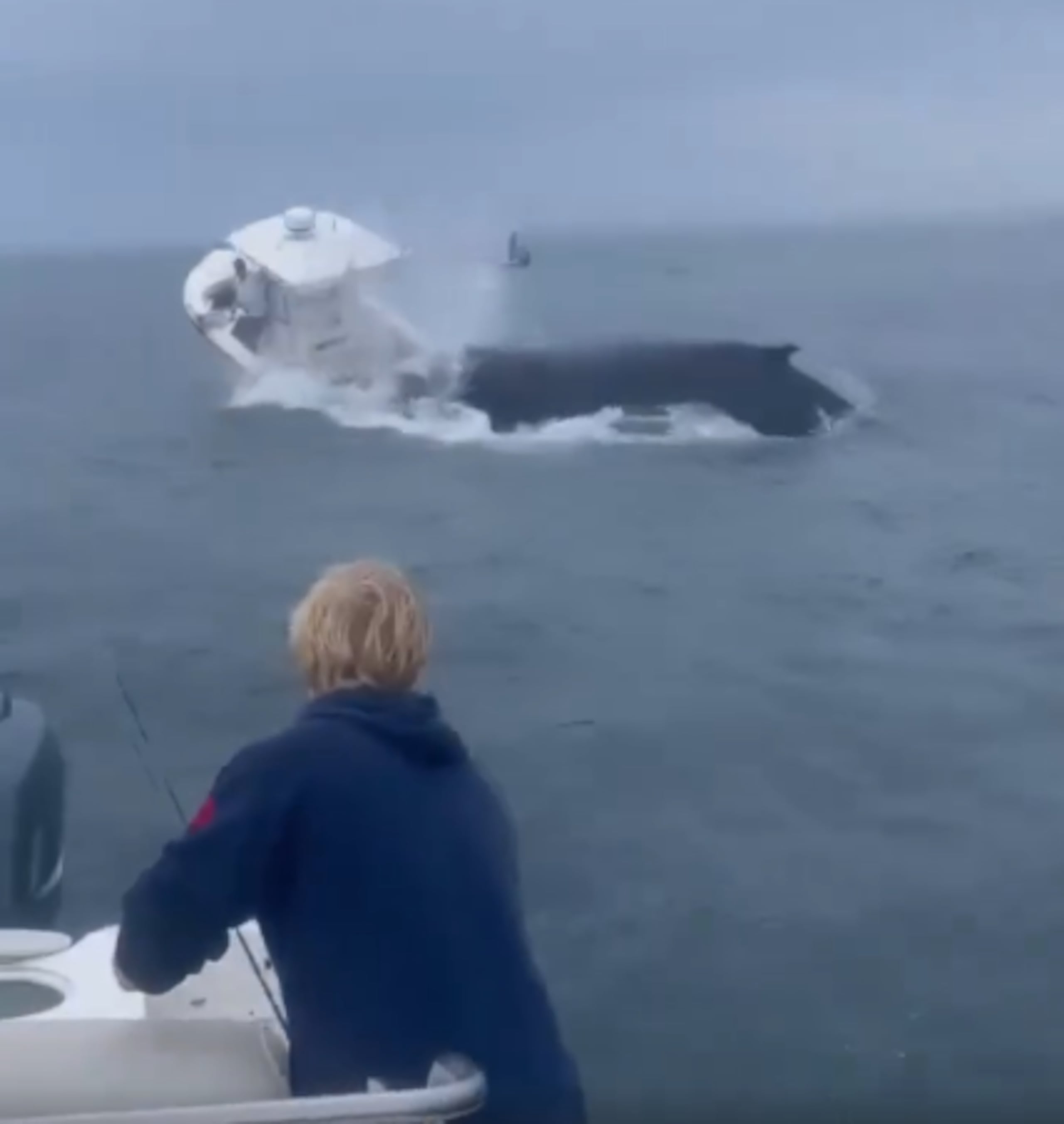 El incidente fue notificado al Centro de Estudios Costeros Línea de Animales Marinos y la Administración Nacional Oceánica y Atmosférica.