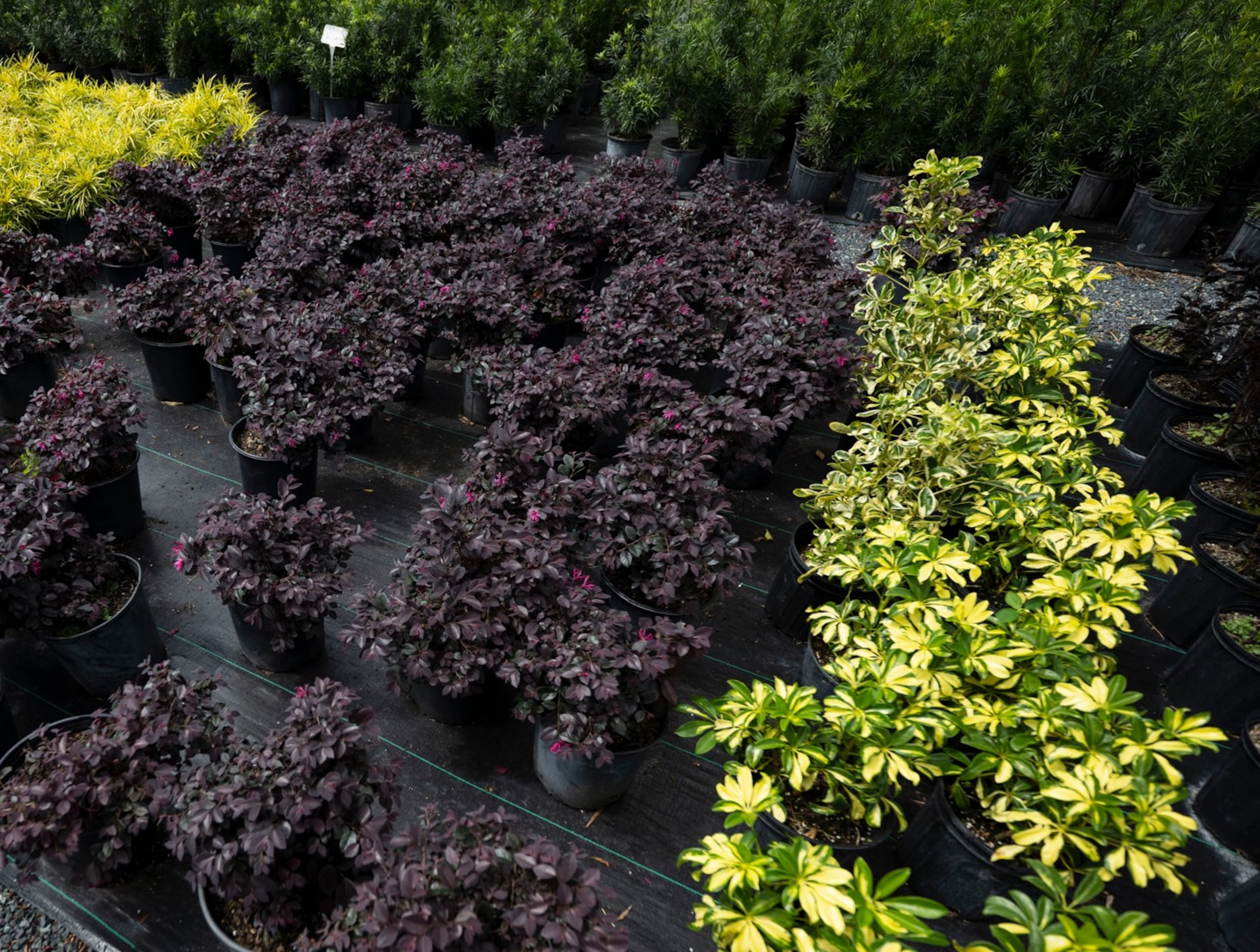 La variedad Loropetalum es una de las favoritas por el tono morado de sus hojas.