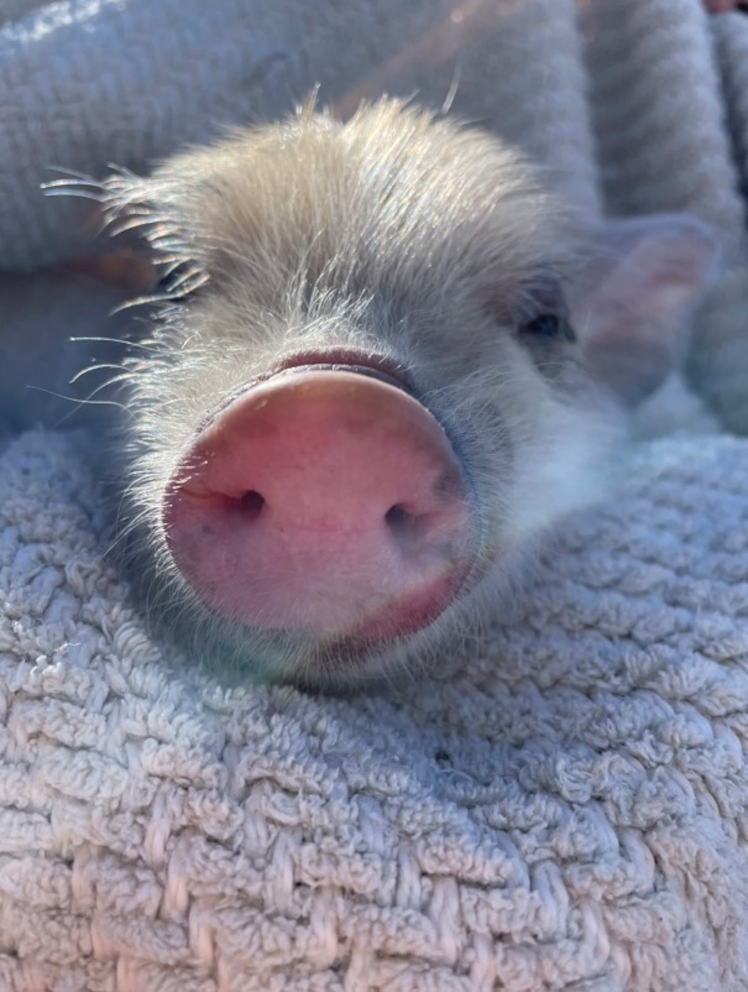 Los directivos aseguraron que "Ozempig" se eligió entre casi 2,300 entradas en su concurso para buscarle nombre al cerdo.