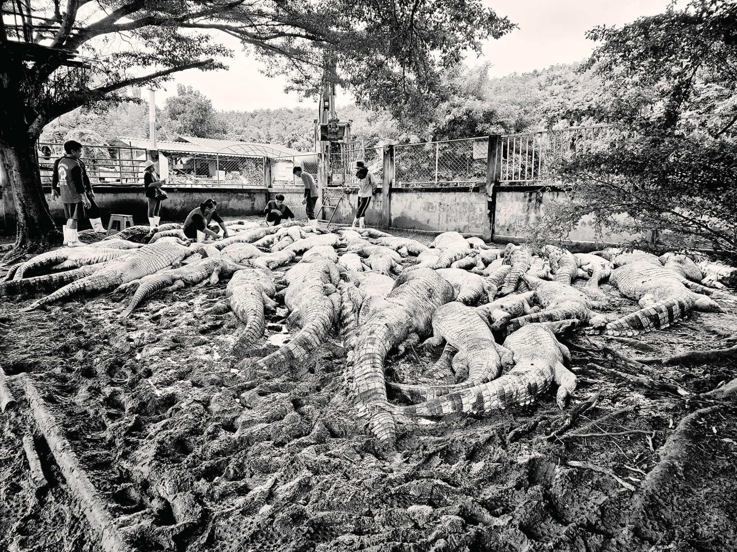 Los cocodrilos restantes no han sido sacrificados porque son más jóvenes y pequeños, por lo que es más fácil trasladarlos a un recinto seguro.