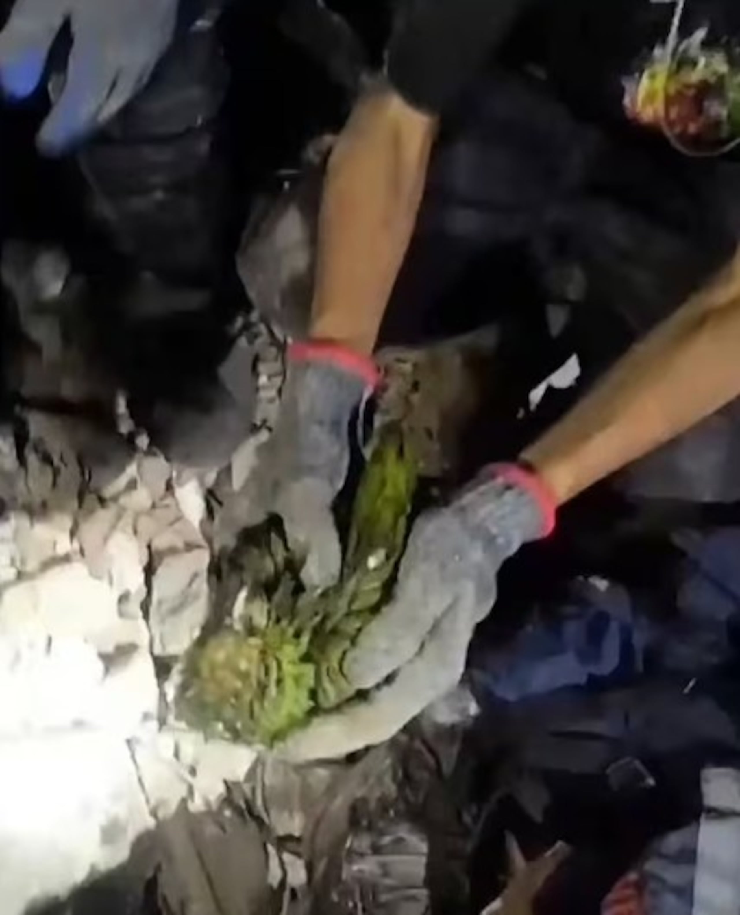 El video fue compartido por el equipo de rescate, quienes mencionaron que al ser localizado entre el edificio en ruinas, el loro se convirtió en el único sobreviviente de ese departamento.