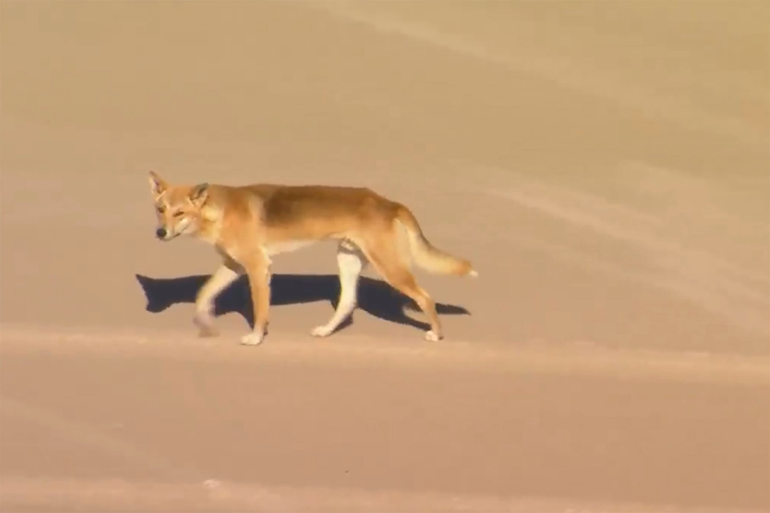 El mes pasado se ejecutó por primera vez a un dingo en la isla desde 2019 luego de que el animal atacó a un niño de siete años y mordió en las nalgas a un turista francés de 42. Los dingos son una especie protegida.