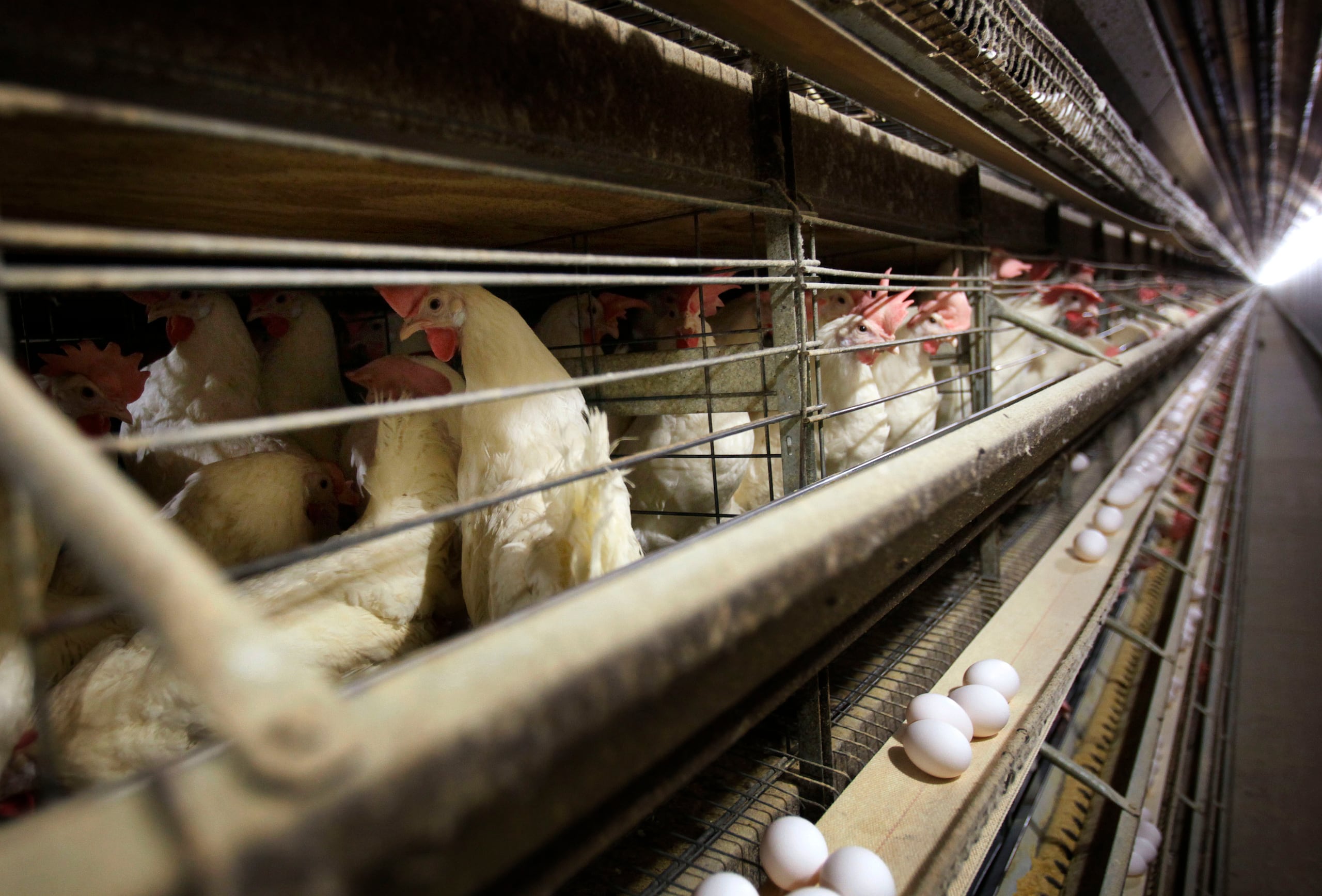 Imagen de gallinas ponedoras. (AP Foto/Charlie Neibergall, Archivo)