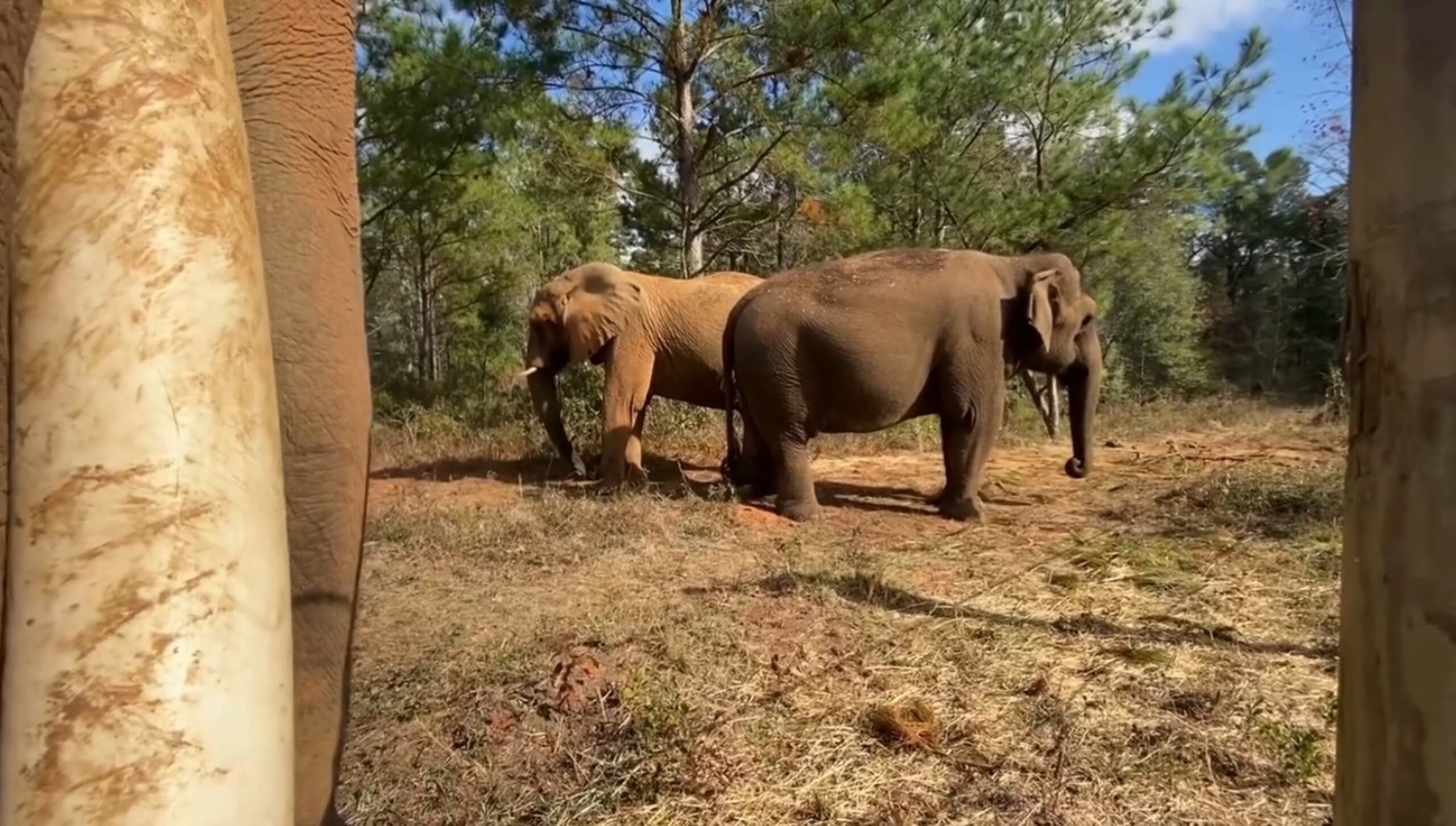 La elefanta africana Mundi (al fondo) fue trasladada al Refugio de Elefantes de Norte América en Georgia en mayo del 2023, tras 35 años de vida en solitario en el Zoológico de Mayaguez.
