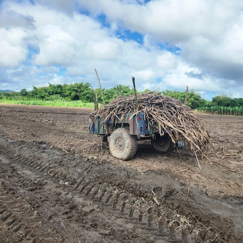 Fotos: "Meten caña" para seguir adelante