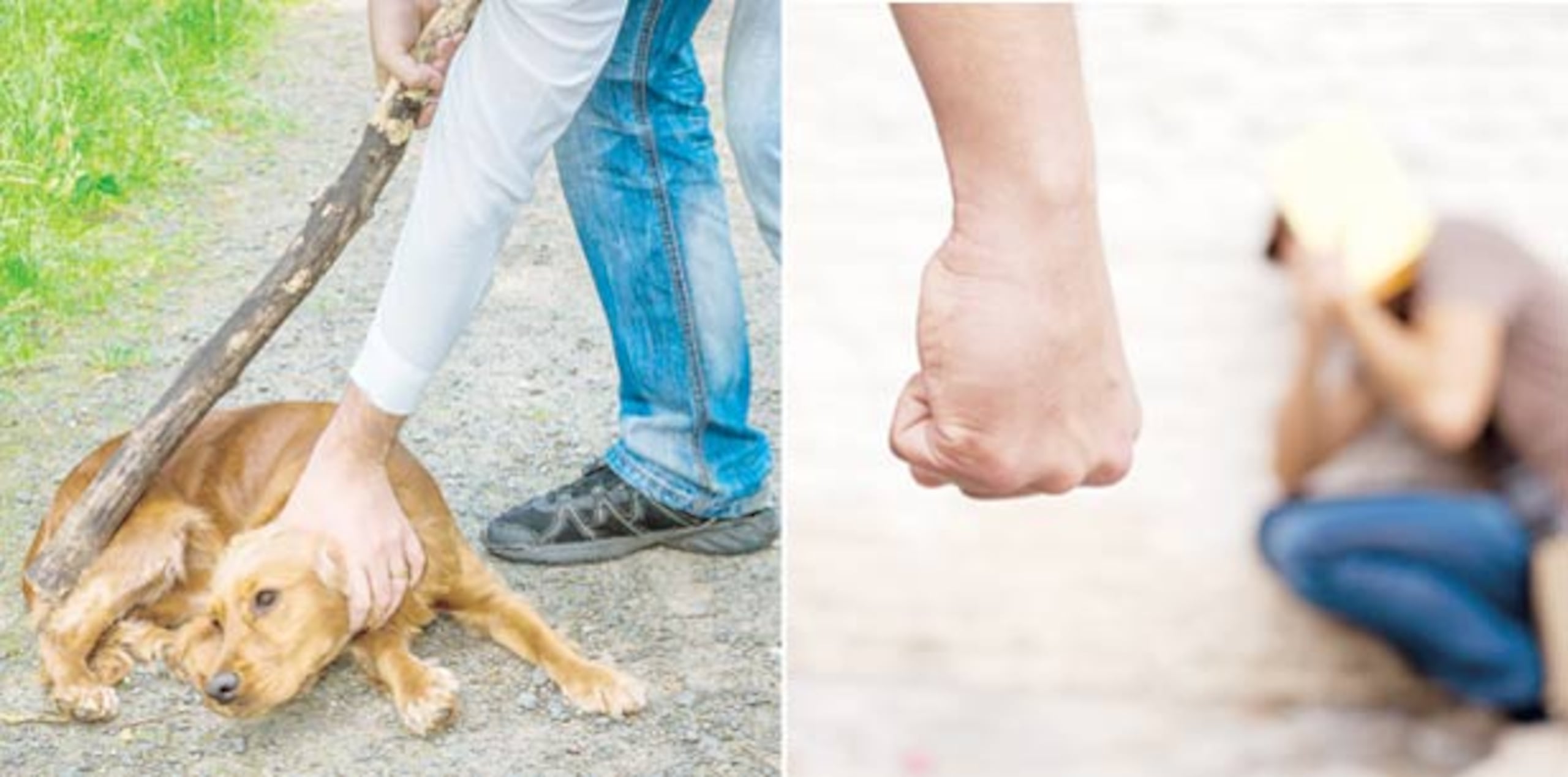 Hay estudios que vinculan el maltrato animal con la violencia de género, pues la mascota podría convertirse en un recurso de poder del agresor y de manipulación contra la víctima. (Shutterstock)