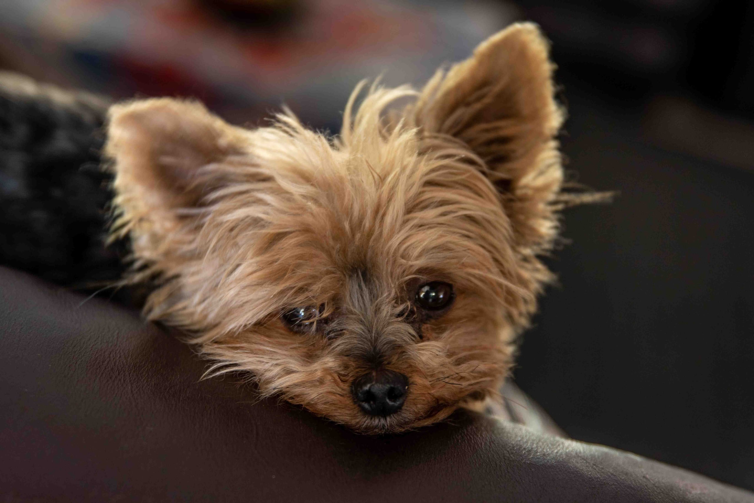 El can era un Yorkie. (Pexels)