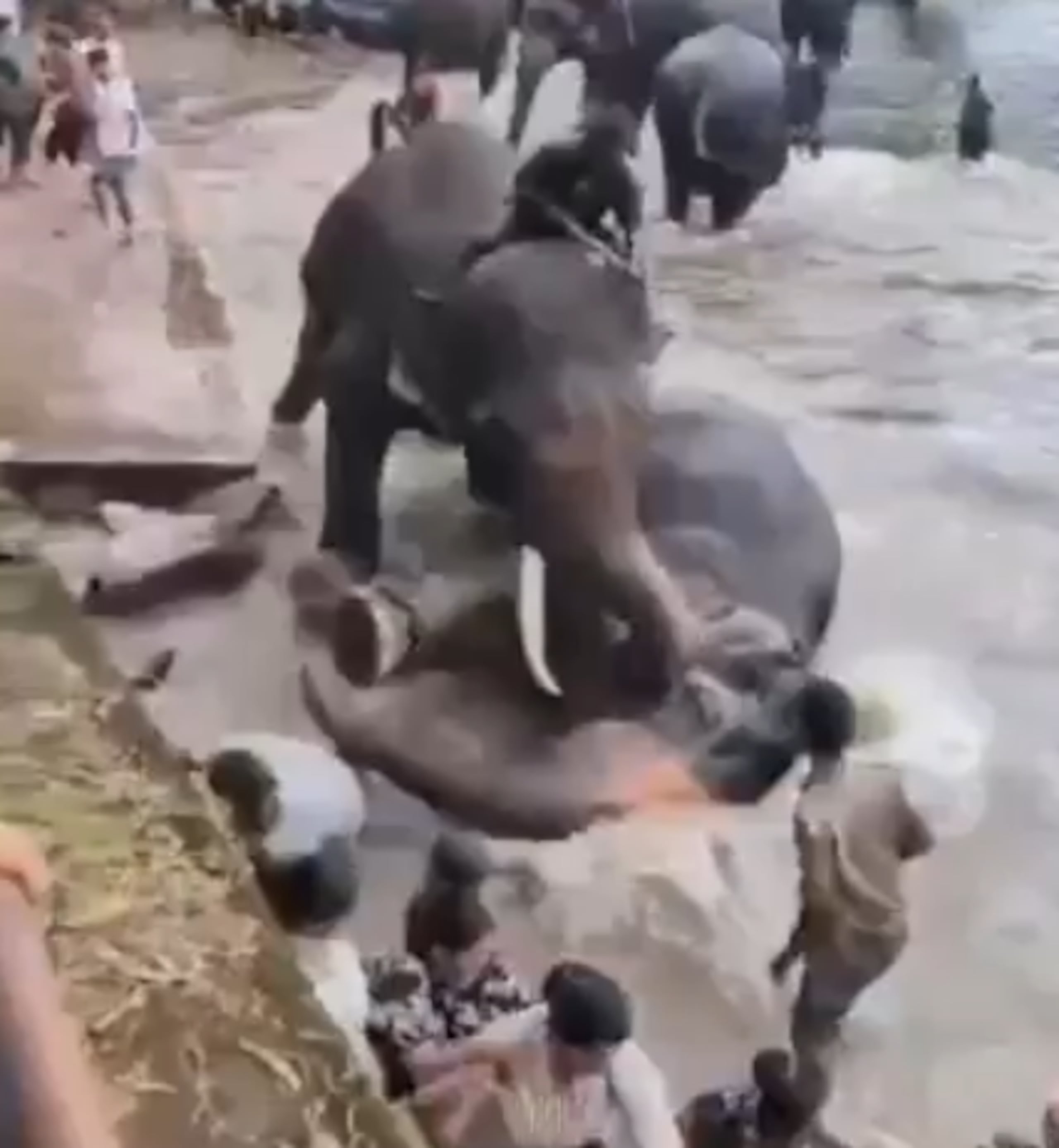 La turista quedó atrapada en medio de pelea entre dos elefantes.