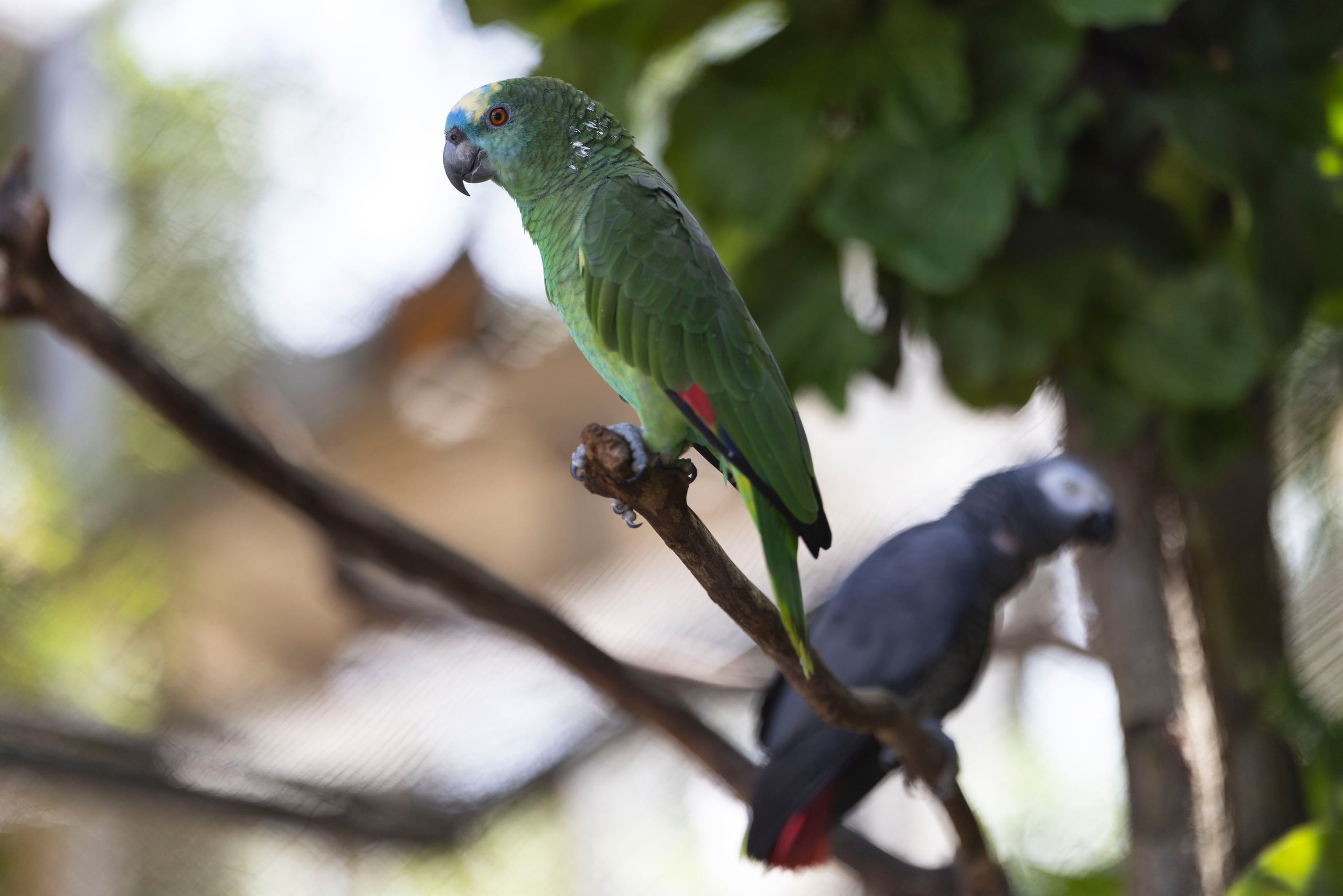 Si el ave canta en el patio, anuncia la llegada de un visitante inesperado o posibles cambios de clima. Foto por: Xavier Araújo | GFR Media