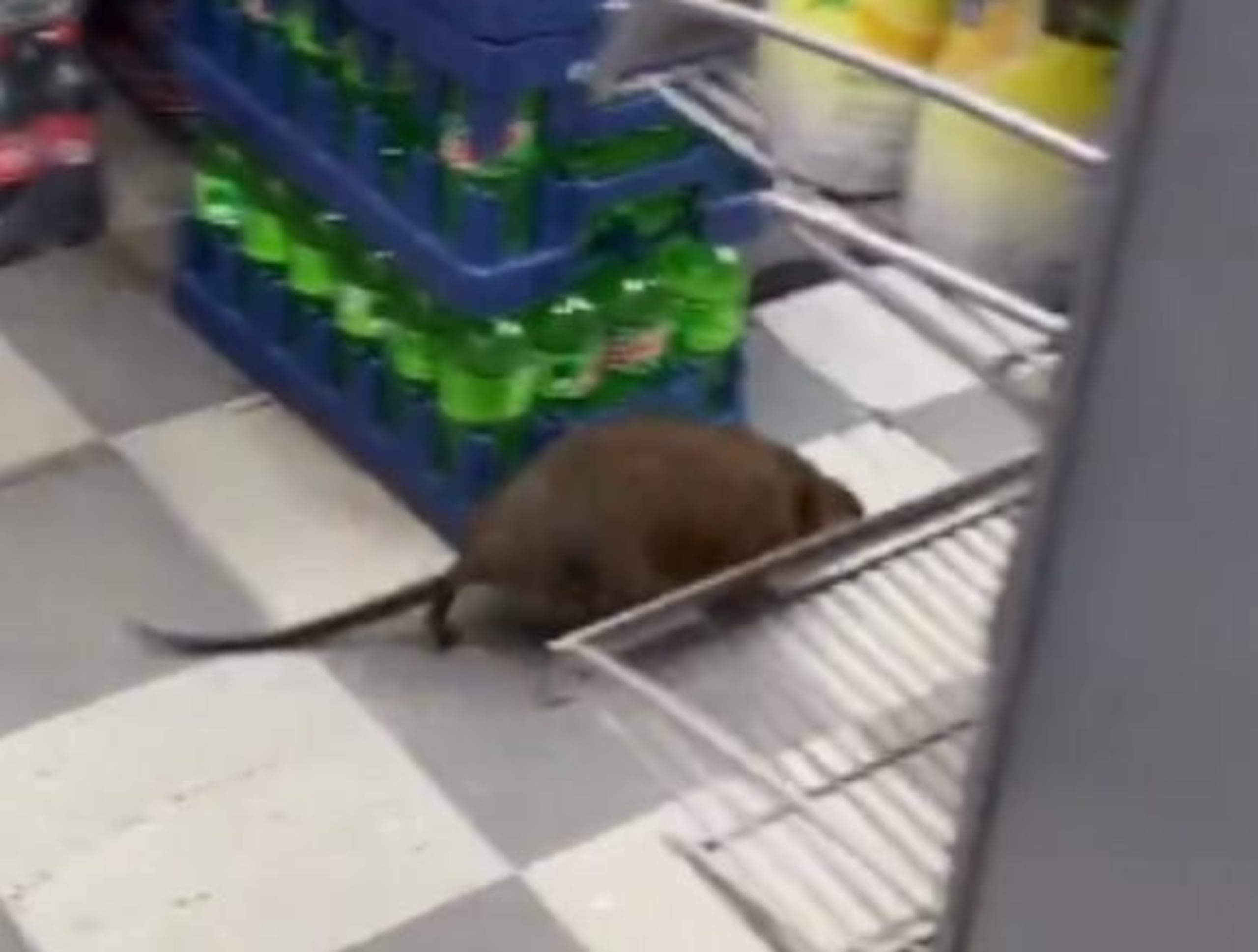 El video ya cuenta con mas de 23,000 reproducciones.