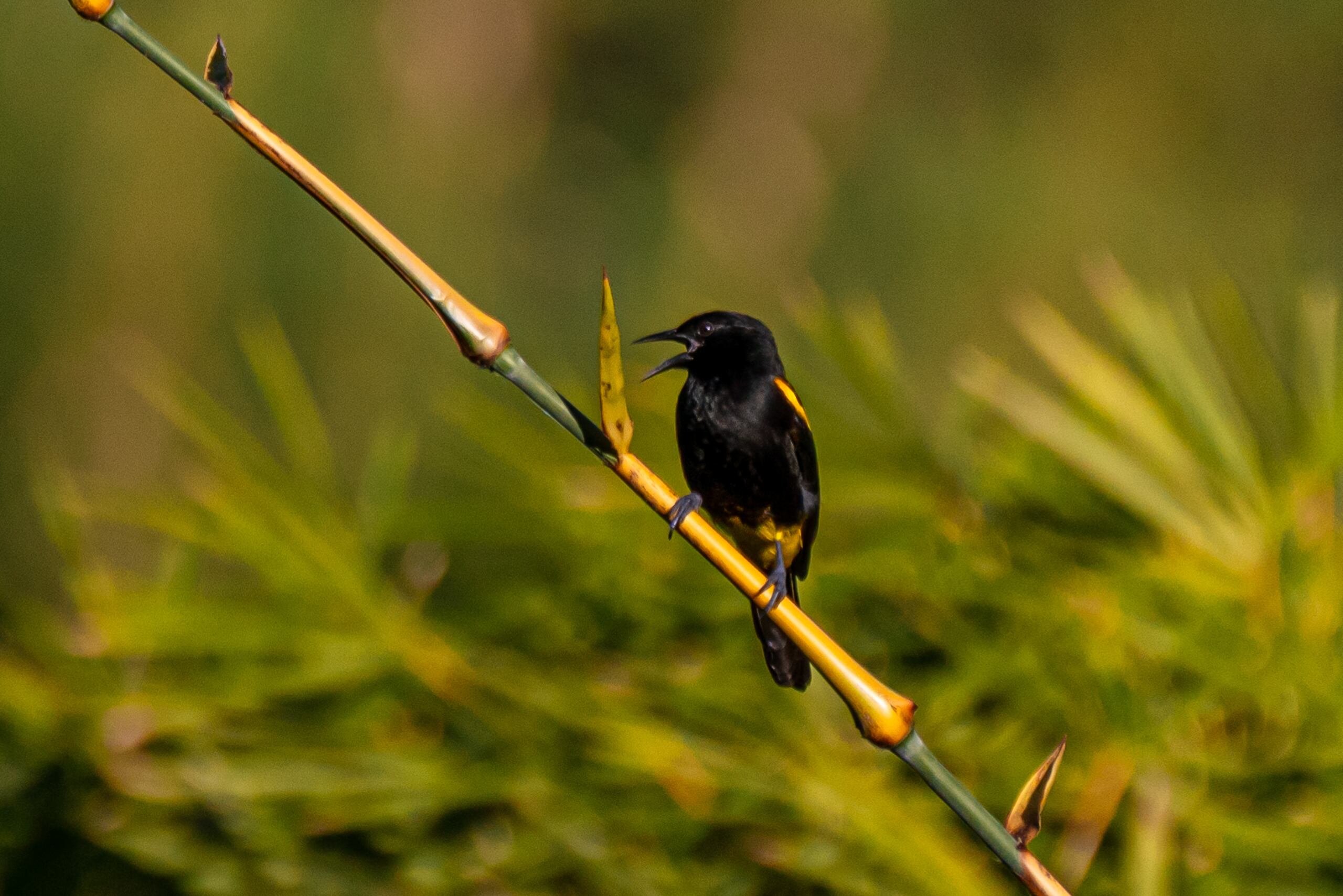La calandria puertorriqueña es la única especie representante del grupo taxonómico Icterus nativo de Puerto Rico.
