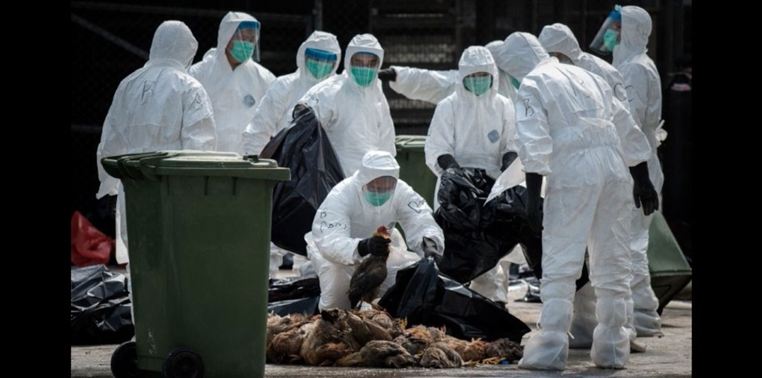 El H7N9 es un nuevo virus de la gripe aviar que se generó por recombinación entre los virus de los patos domésticos y los de la gripe H9N2 que circulaban en los pollos. (AFP)