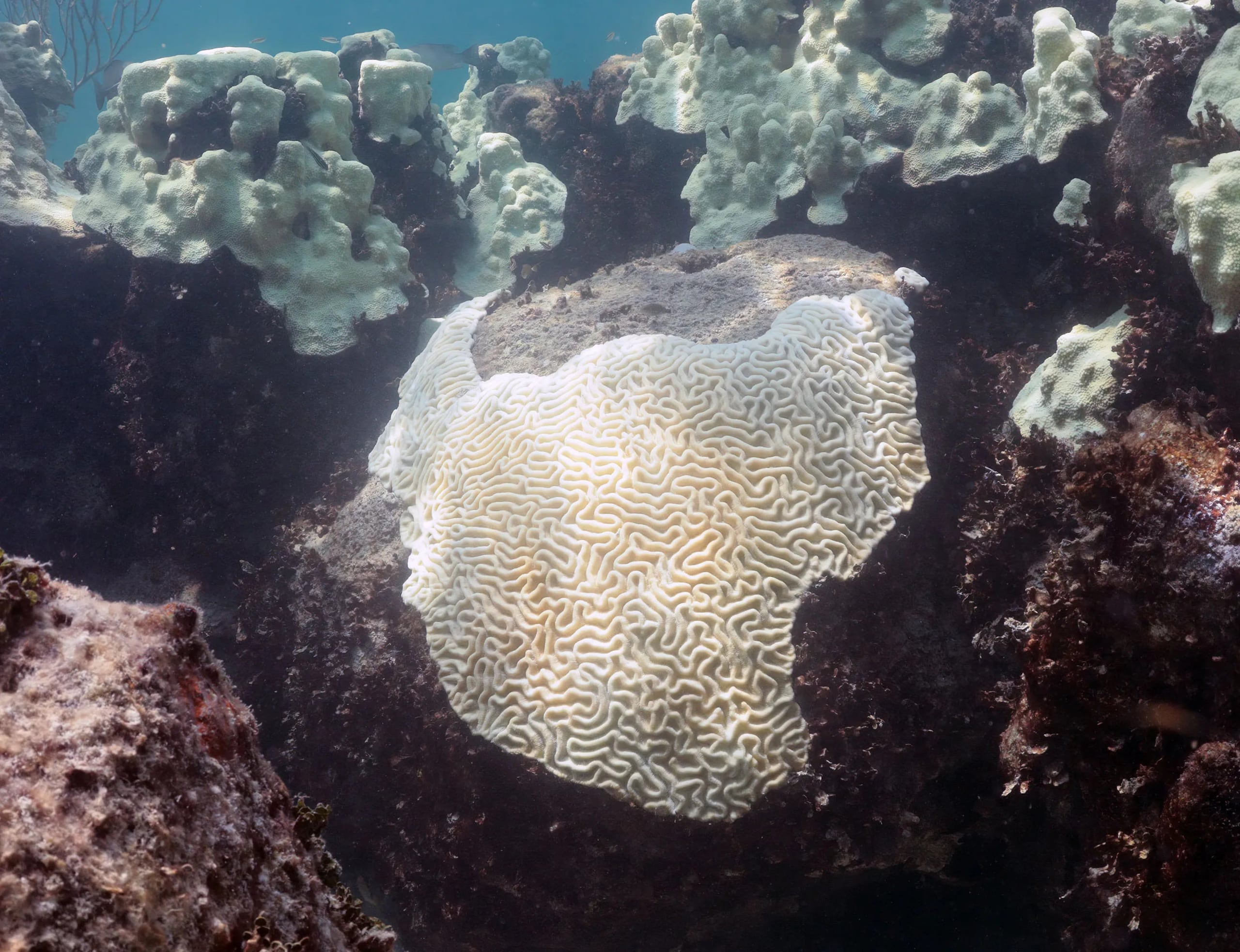 Fotografía del 2023 cedida por la Oficina Nacional de Administración Oceánica y Atmosférica (NOAA) que muestra el blanqueamiento de corales en Cheeca Rocks, en los Cayos de Florida (Estados Unidos). EFE/ Oficina Nacional de Administración Oceánica y Atmosférica /SOLO USO EDITORIAL/ NO VENTAS/ SOLO DISPONIBLE PARA ILUSTRAR LA NOTICIA QUE ACOMPAÑA (CRÉDITO OBLIGATORIO)