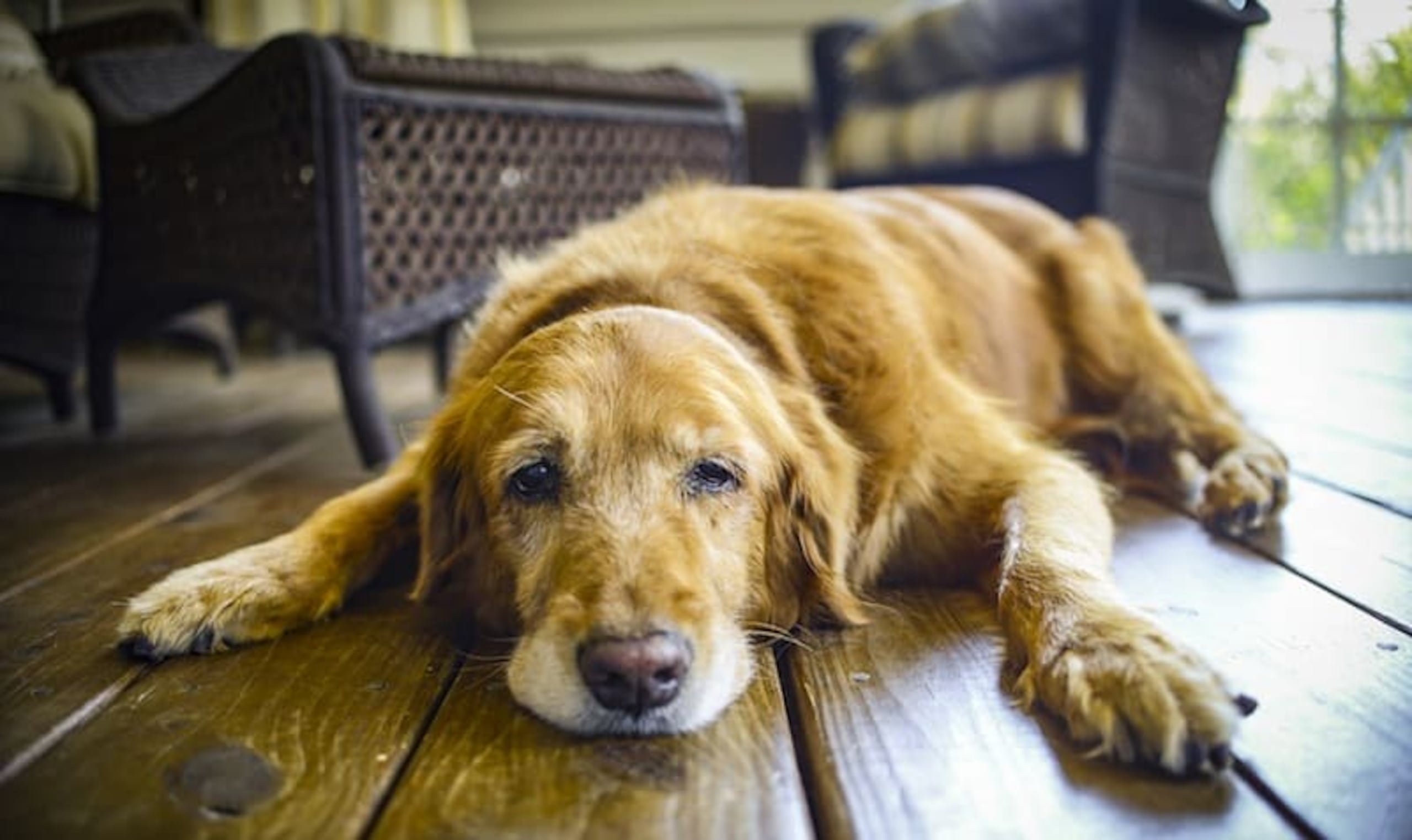 El aumento de peso sin razón aparente, la falta de energía o la caída excesiva del pelaje en perros podrían ser síntomas de hipotiroidismo.