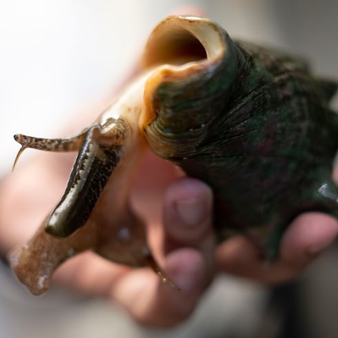 Mira en qué consiste el proyecto para conservar el carrucho