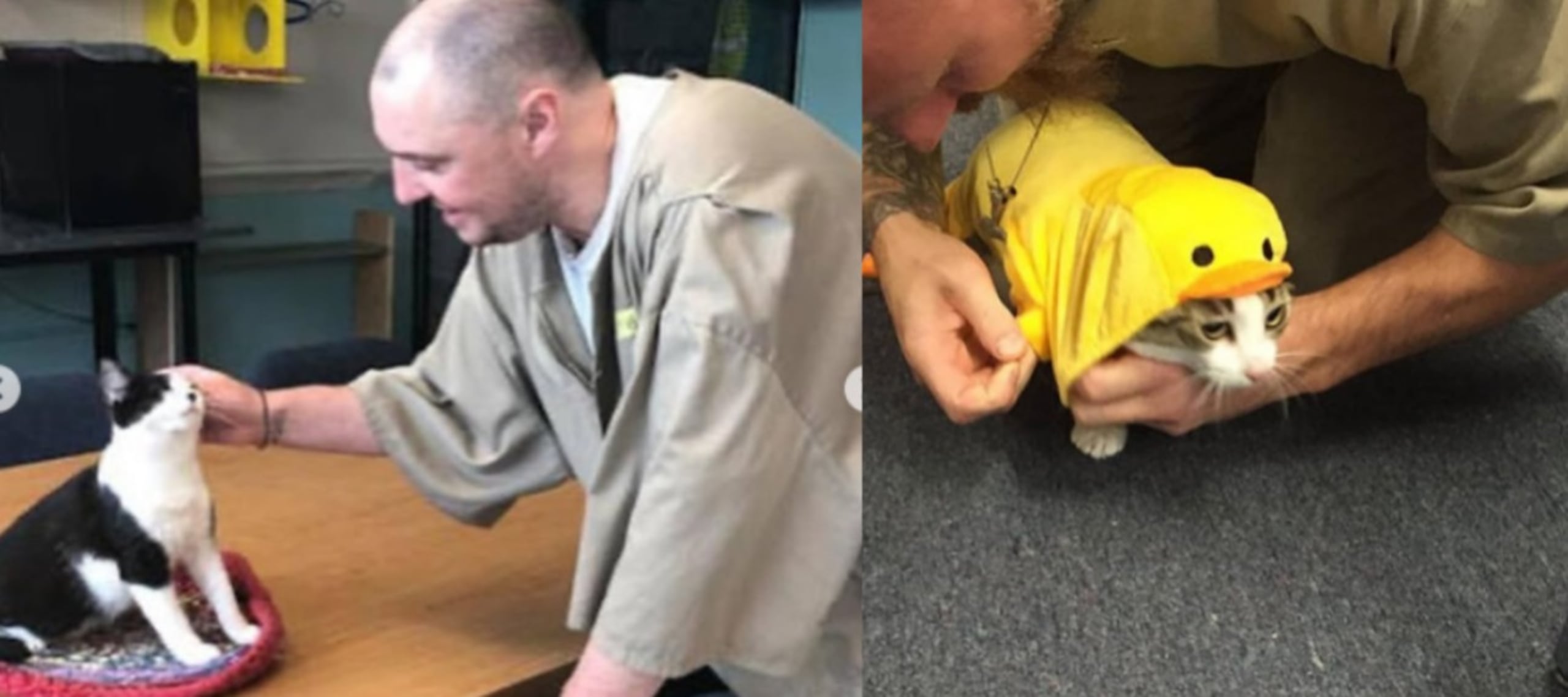 Más de 20 gatos rescatados encuentran un hogar en la cárcel de Indiana.