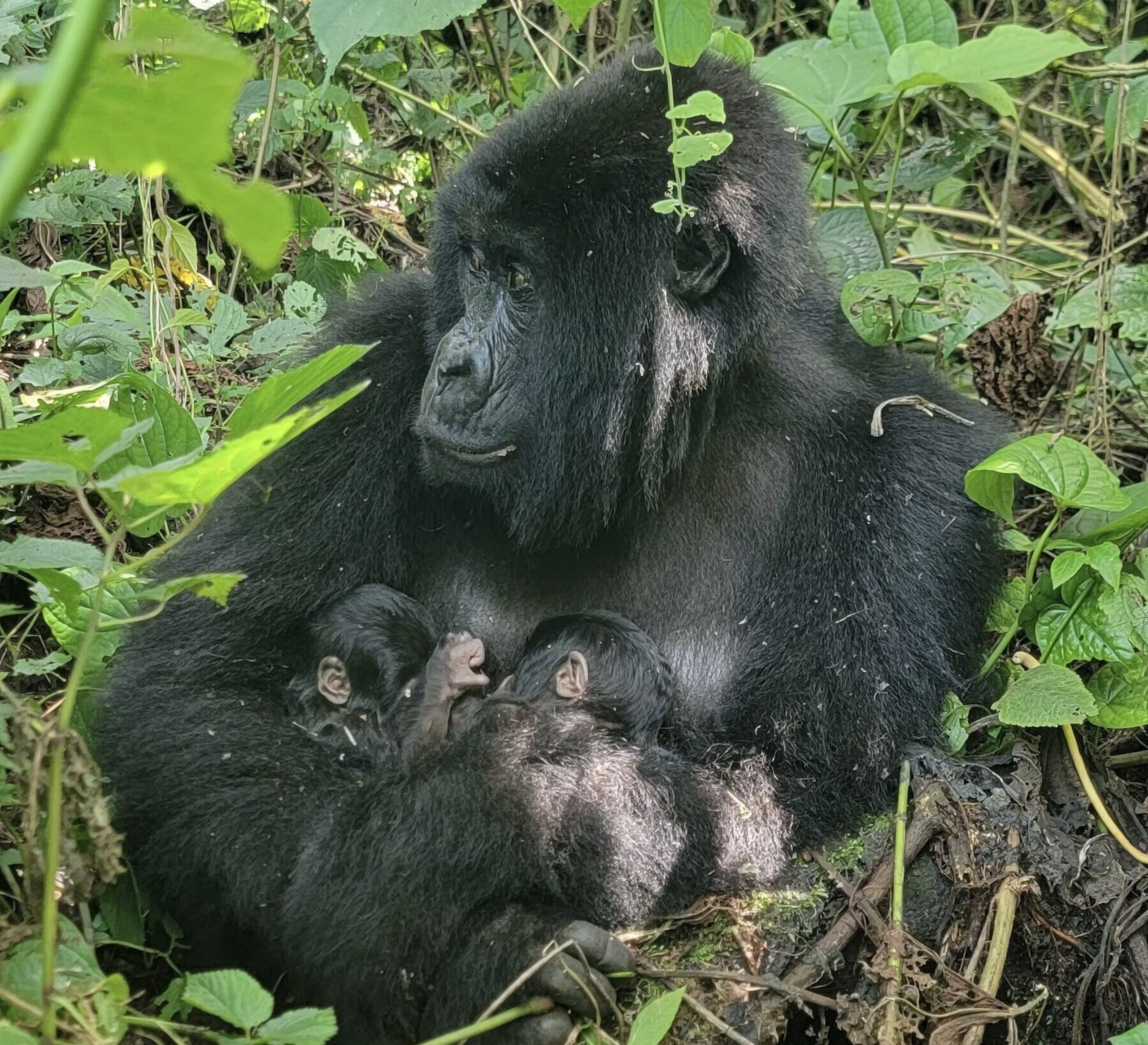 Mafuko y sus bebés gemelos.