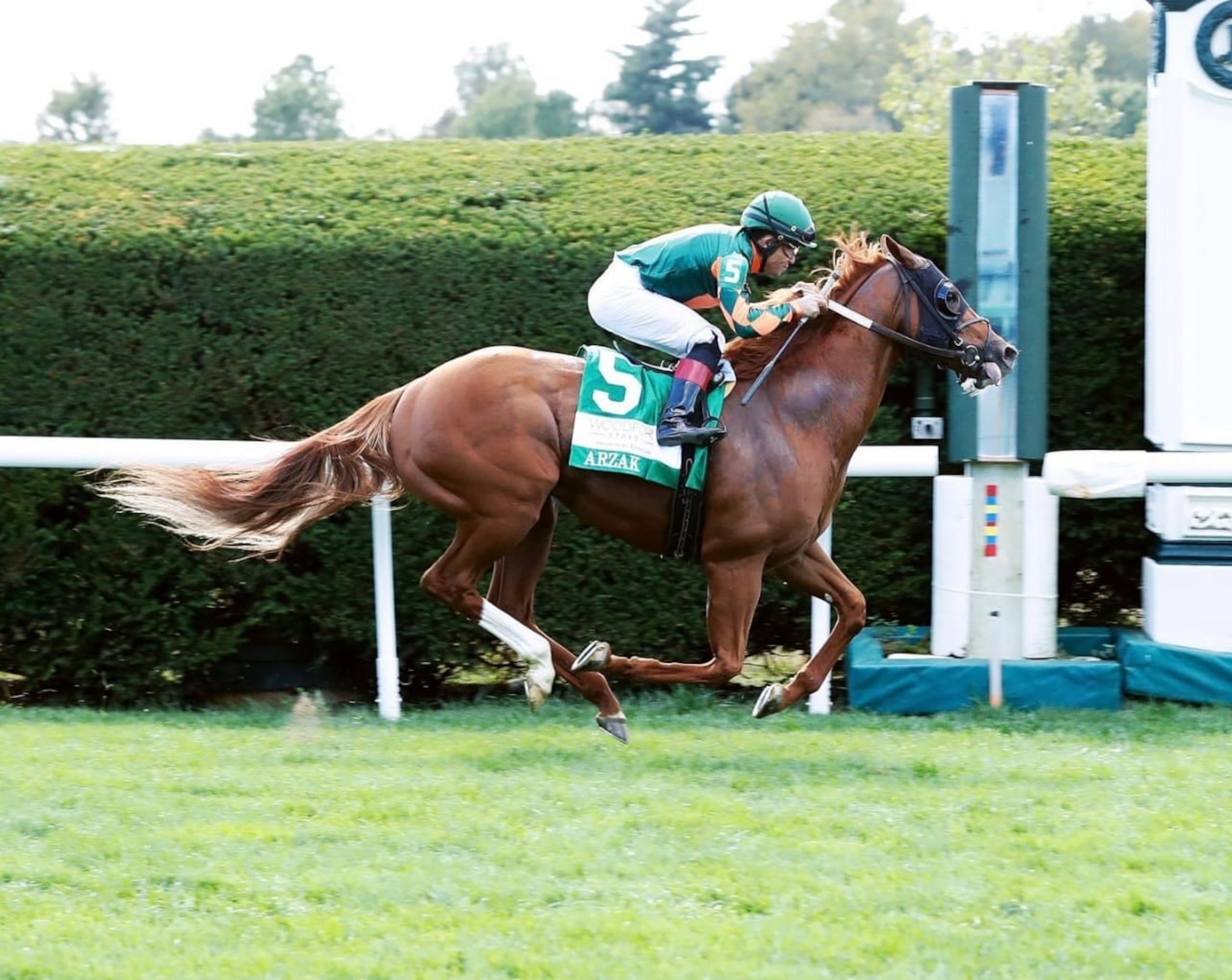 Este es Arzak, que llevará al Breeders' Cup al Establo Sonata, el cual tiene sede en Puerto Rico aunque tiene caballos repartidos por diferentes partes de Estados Unidos, como lo es el caso del referido ejemplar.