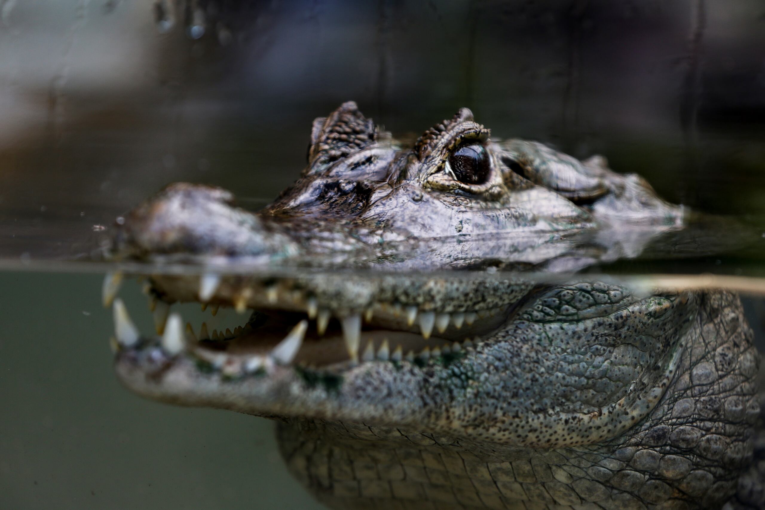Los caimanes se pueden encontrar prácticamente en los 67 condados de Florida, aunque son considerados una especie en peligro de extinción y, por ello, están protegidos.