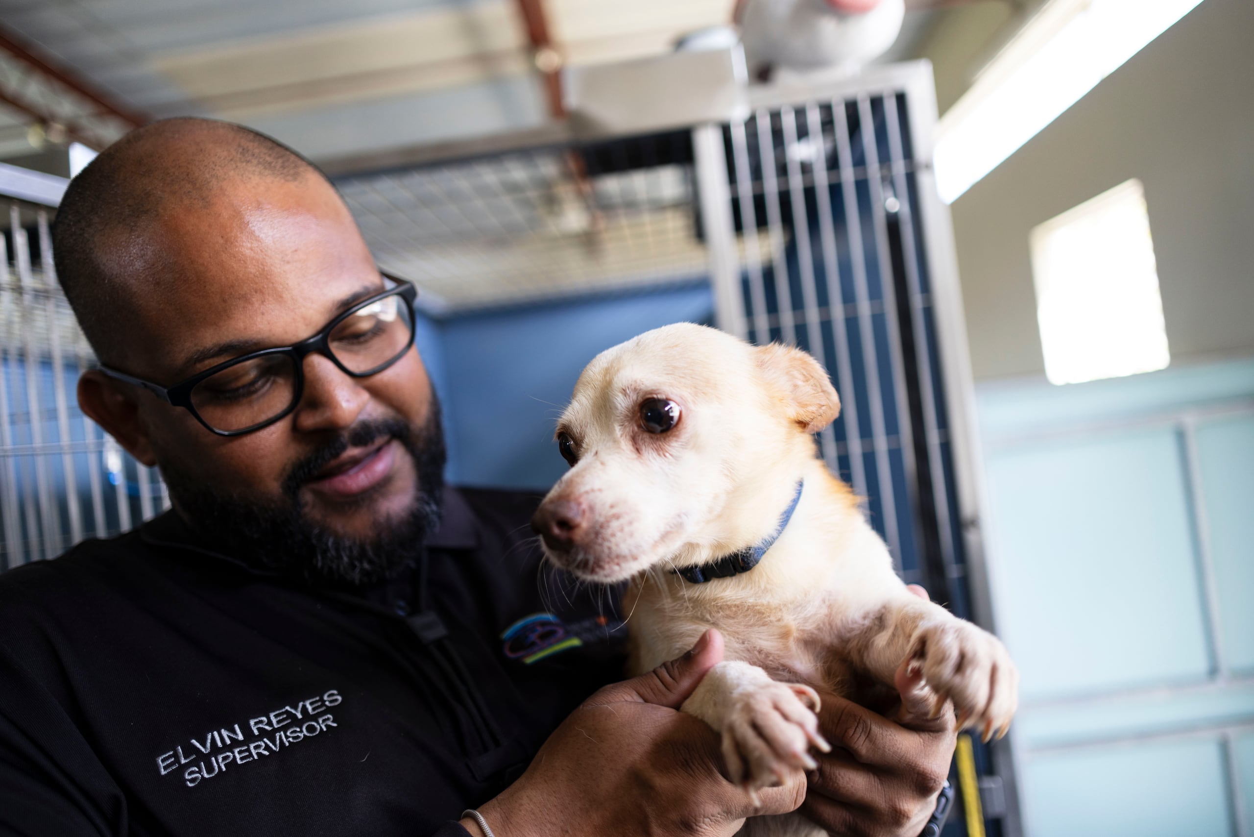 Como parte especial del evento, estarán presentes los perros y gatos del Albergue de Animales de Bayamón, que estarán listos para encontrar un nuevo hogar mediante el proceso de adopción.
