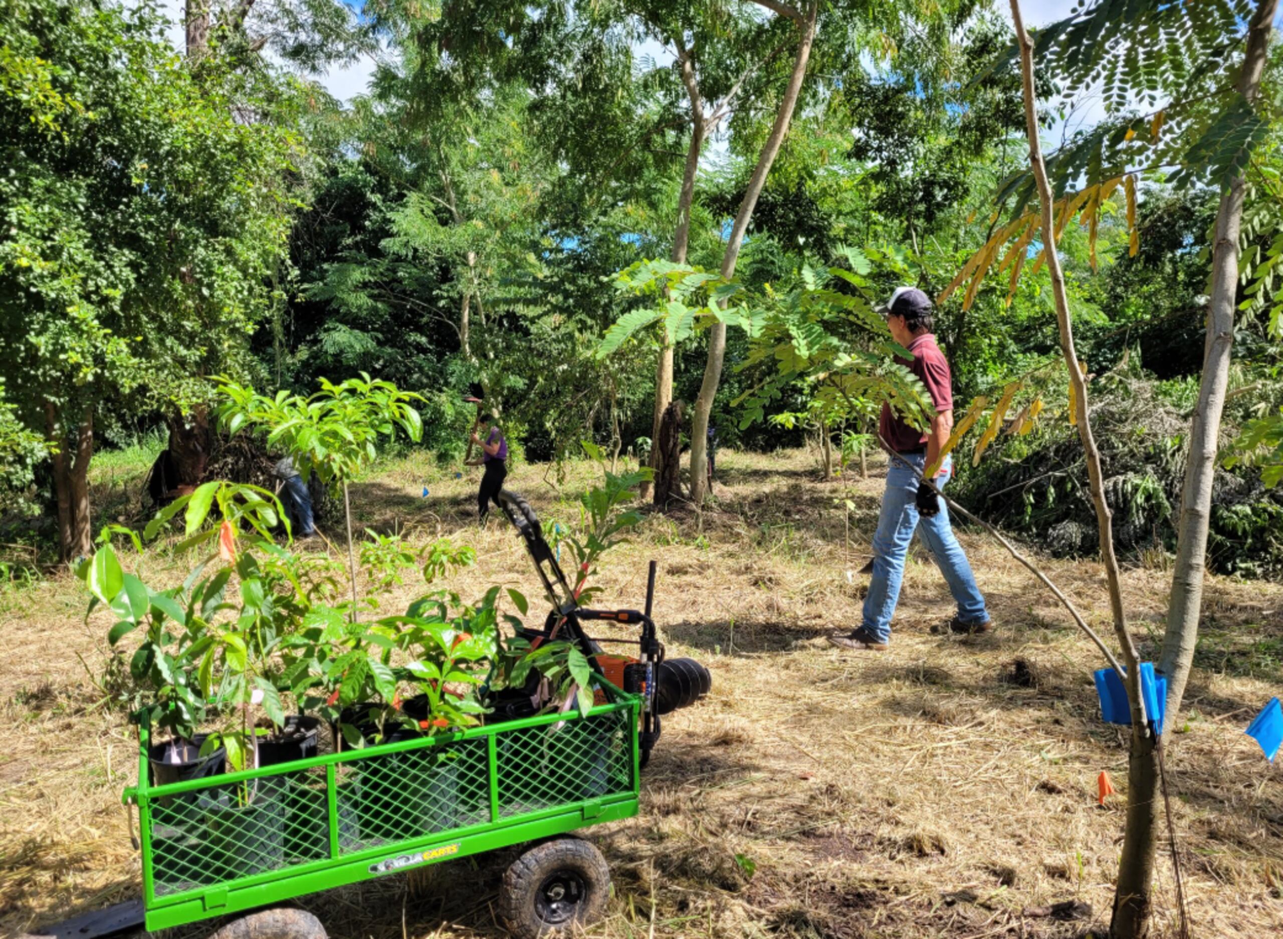 Una de las iniciativas ambientales tiene lugar en el Bosque Comunitario Río Hondo en Mayagüez, donde se ofrecen charlas y talleres sobre cultivos.