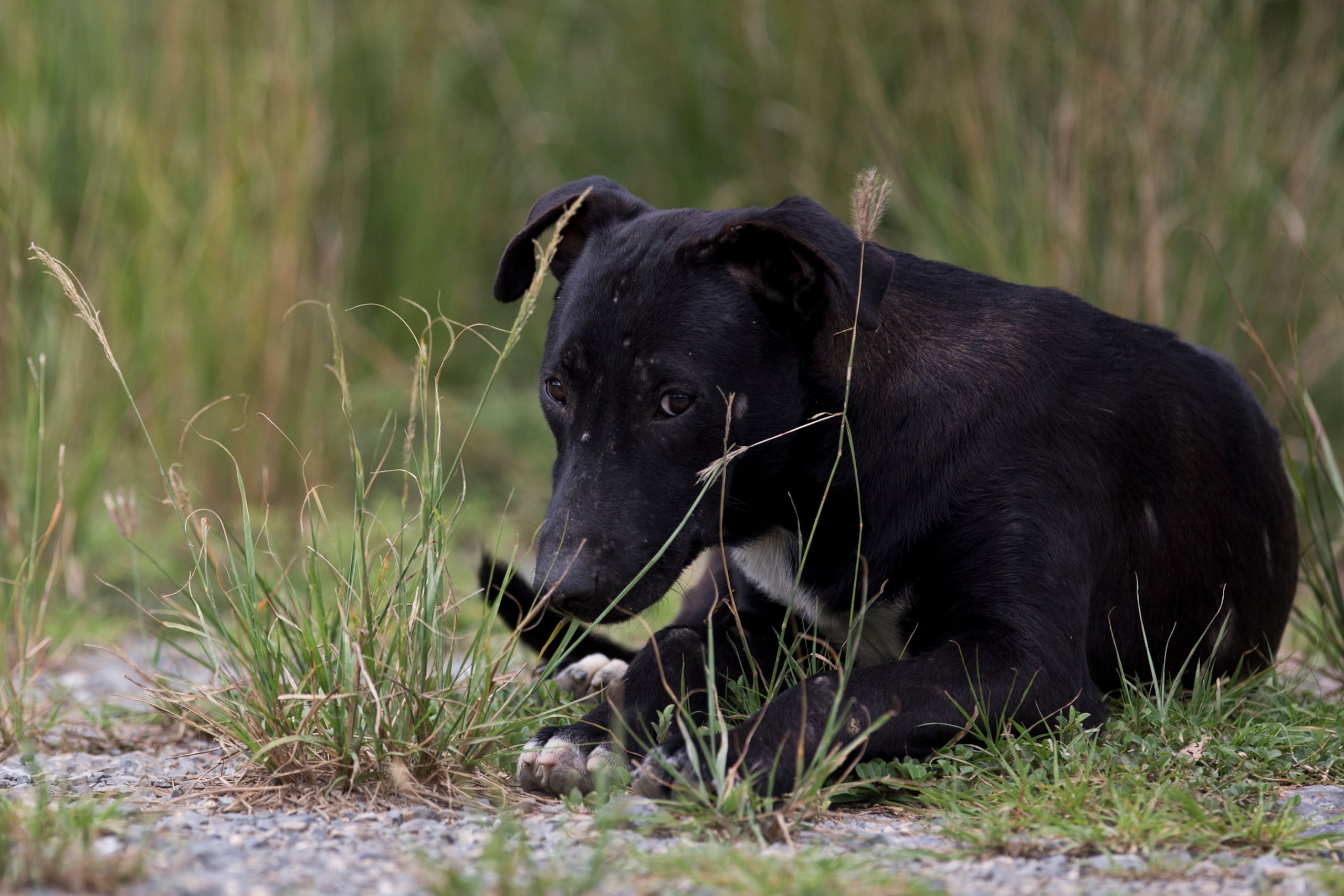 El servidor público relató que en ocasiones los atropellos involucran mascotas con dueño, animales que pudieron haberse escapado del hogar y terminan heridos en la vía pública.