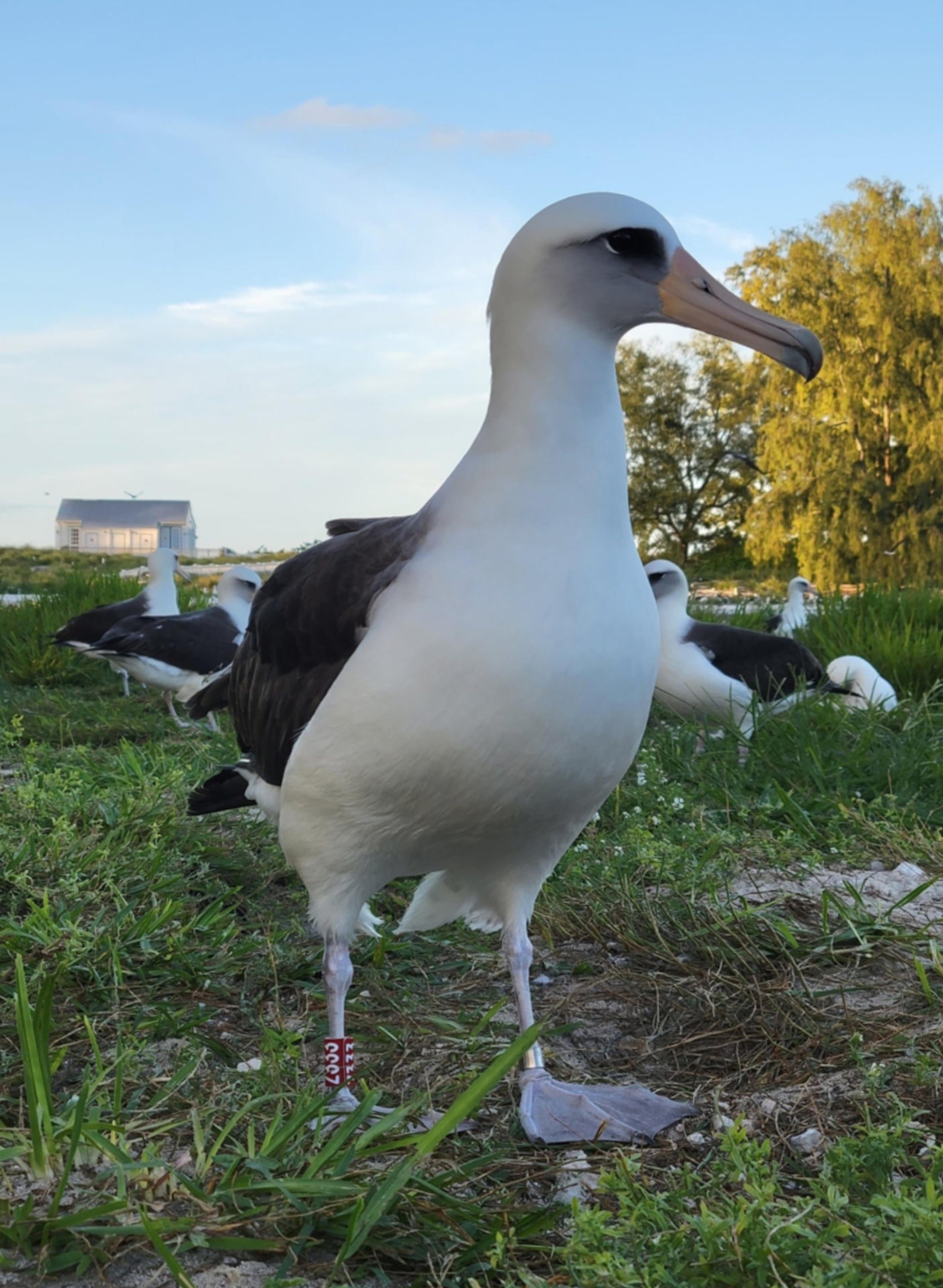 Wisdom, que lleva gravada su identificación ‘Z333′ en el anillo rojo alrededor de una de sus patas, fue identificada y anillada por primera vez en 1956.