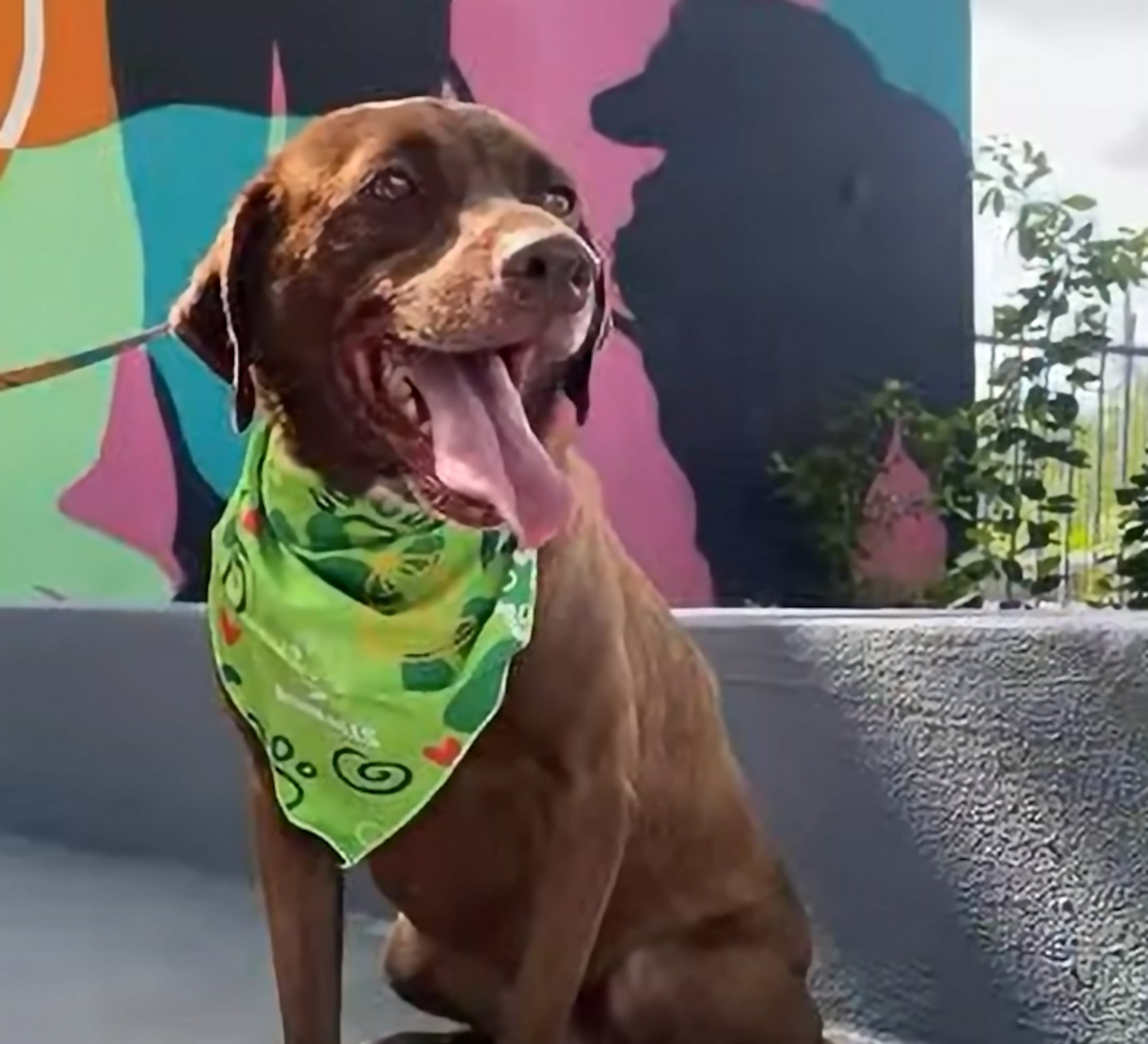 Tango tiene dos años y medio y mucho tiempo más por vivir junto a una familia que lo acogió.