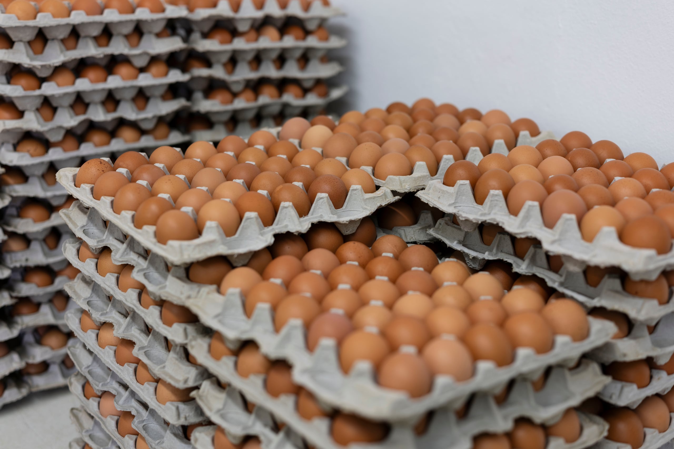 La producción asciende a 1,200 huevos al día.