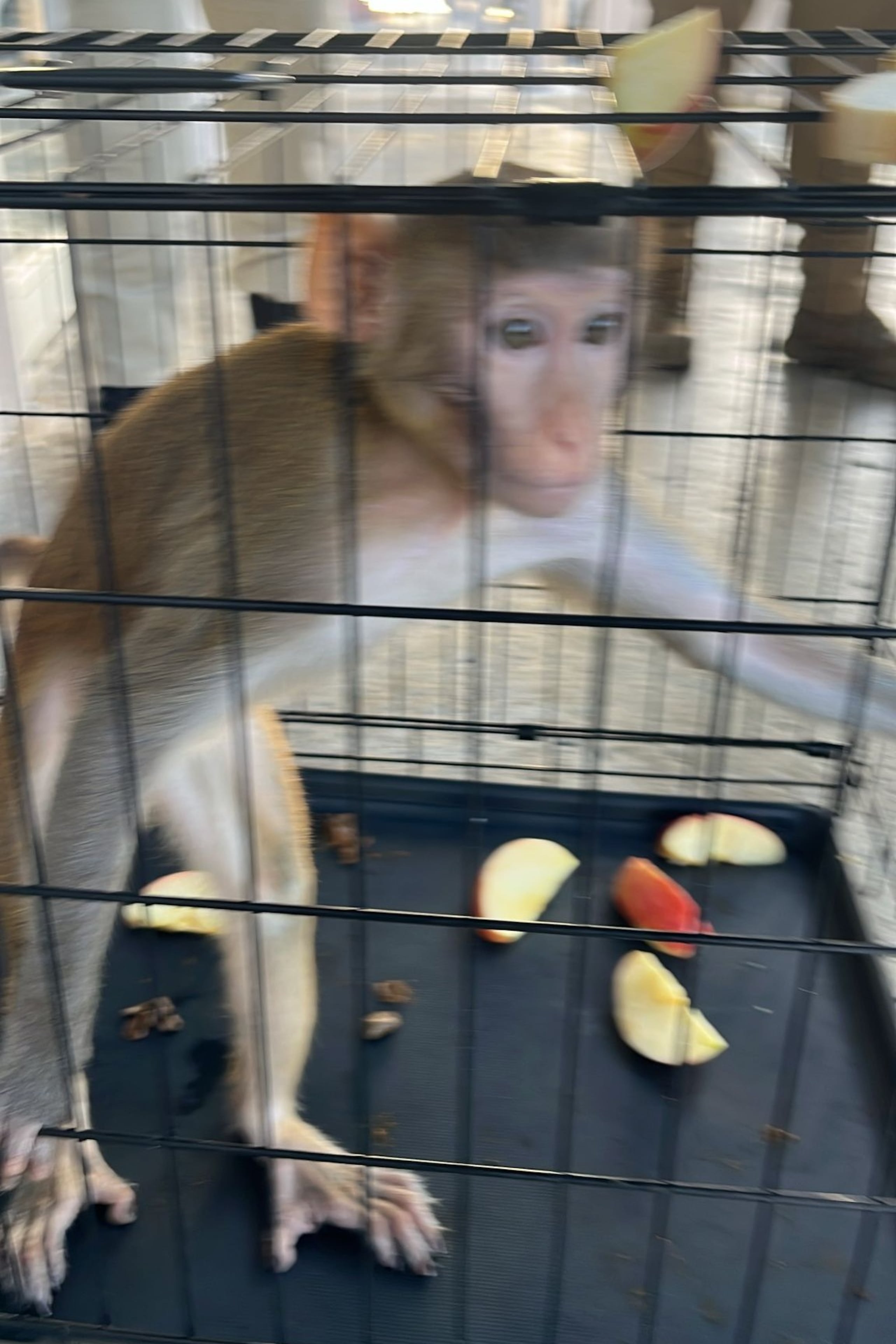 Mono rhesus rescatado en una residencia de Canóvanas.