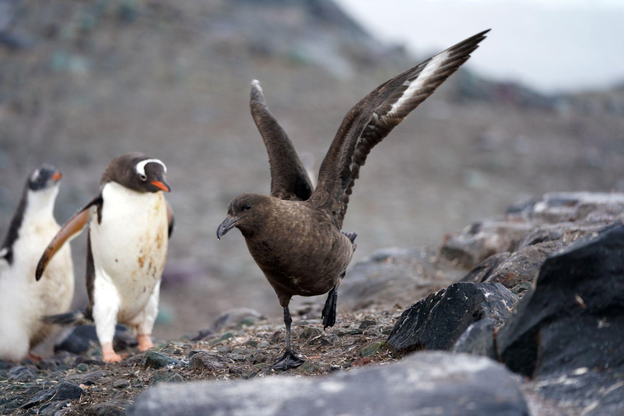 Ejemplar de ave skua junto a pingüinos papúa. RV. Crédito: CSIC.