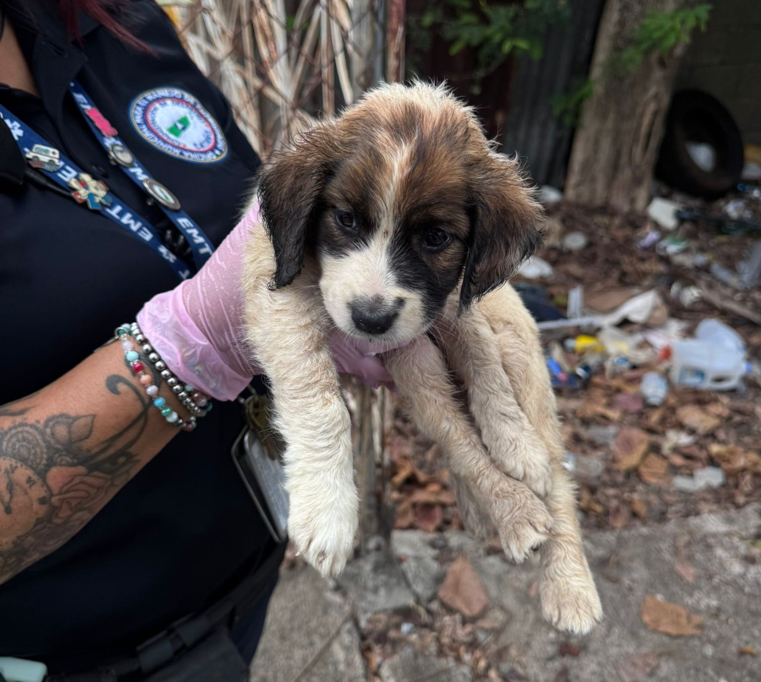 Uno de los cachorros rescatados en Cataño.