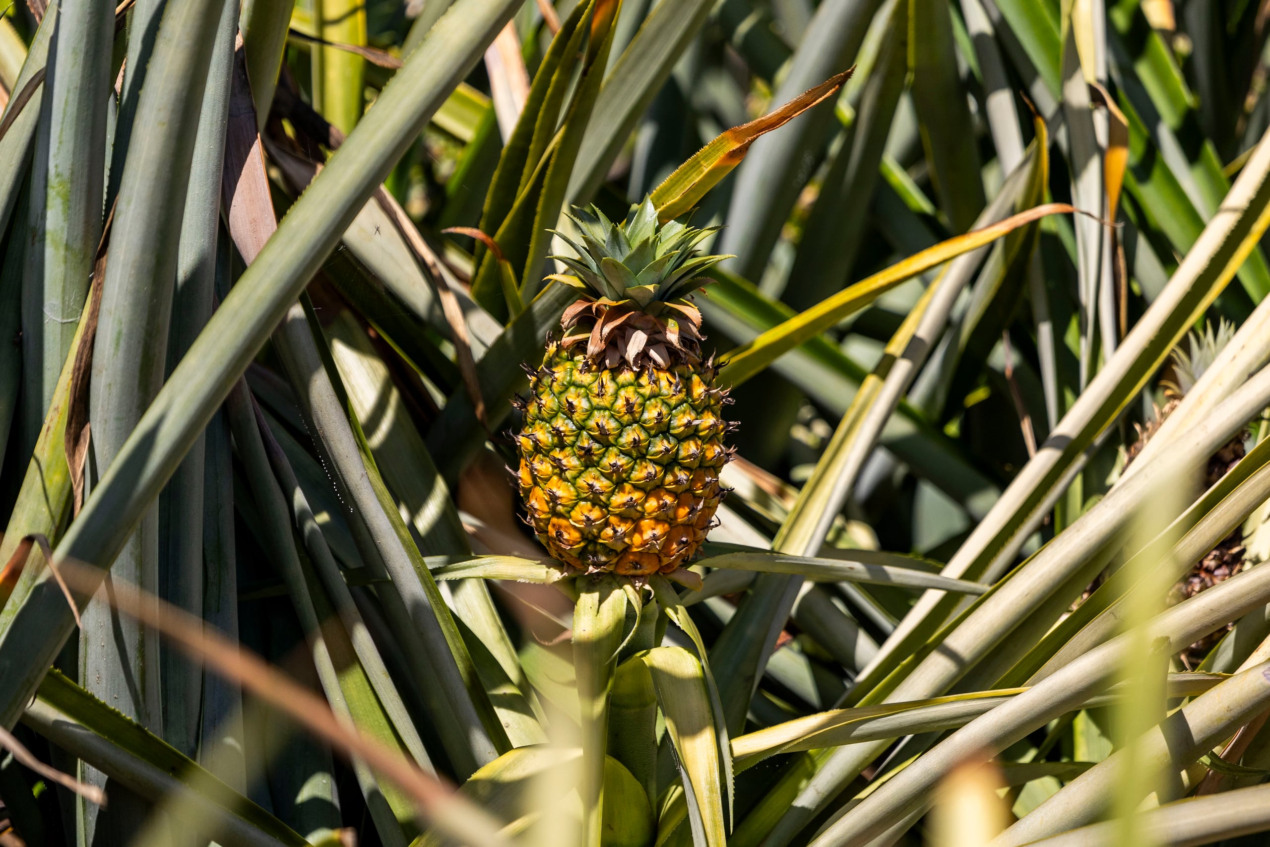 Esta fruta tan particular se forma a partir de una inflorescencia compuesta por entre 100 y 200 flores, que se organizan en una disposición espiral.