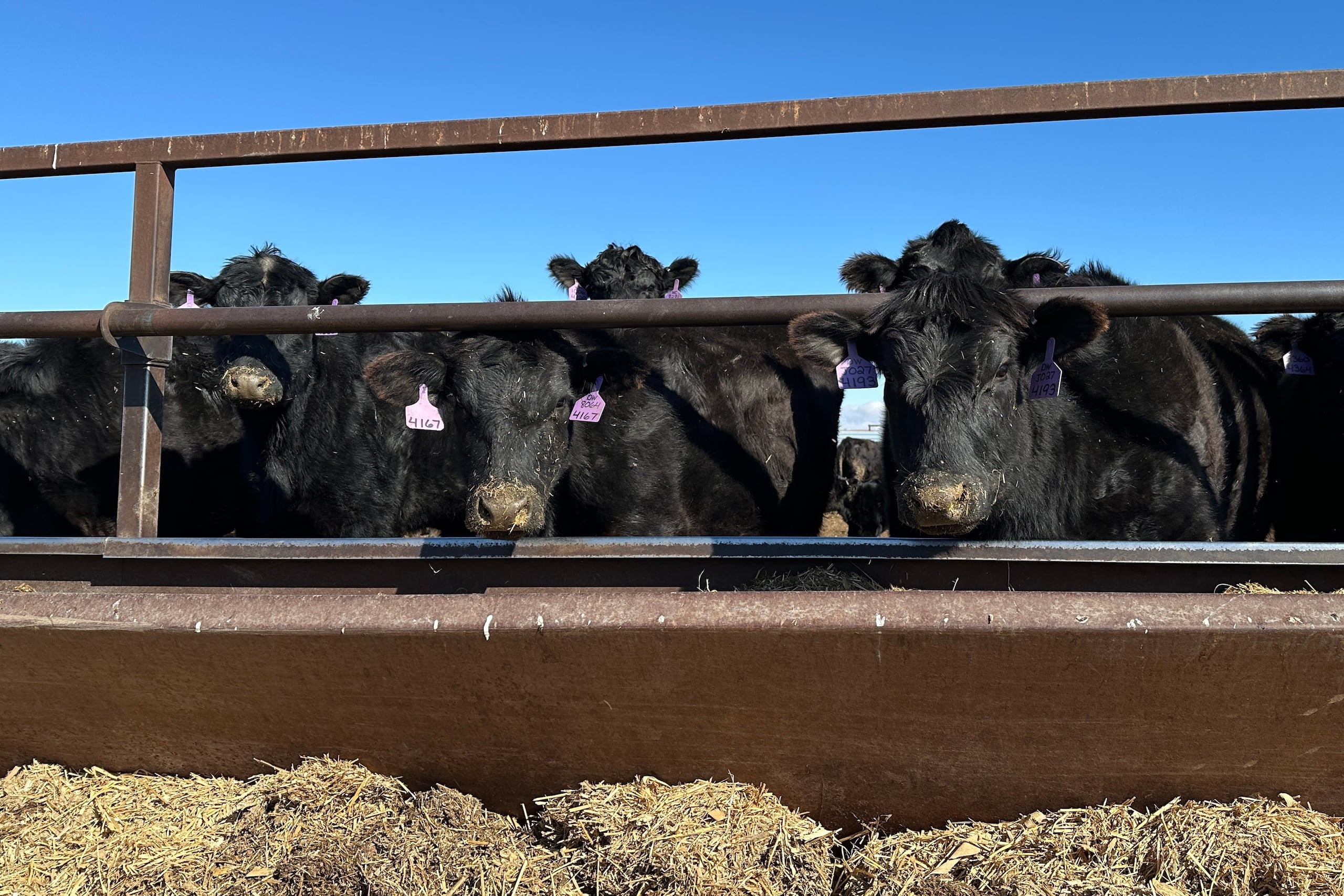 El carbunco o ántrax es una enfermedad causada por la bacteria "Bacillus anthracis", que afecta principalmente a animales herbívoros, entre ellos ganado bovino.
