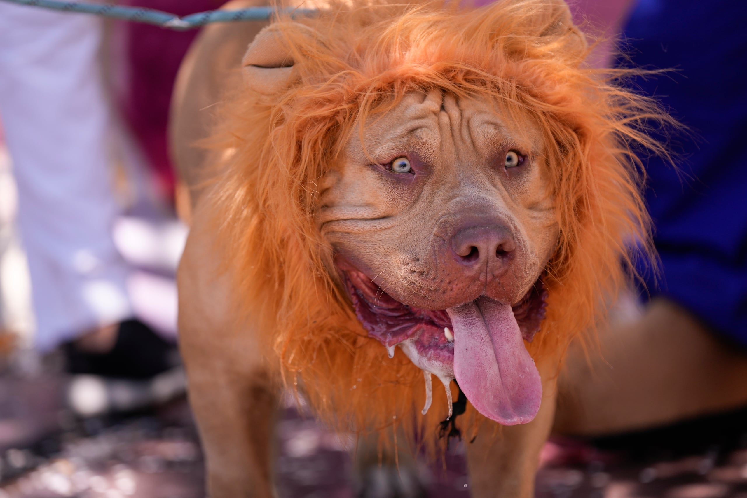 Scooby Doo, un enorme y masivo pit bull, hizo las delicias del público disfrazado de león, con una rebelde melena dorada.