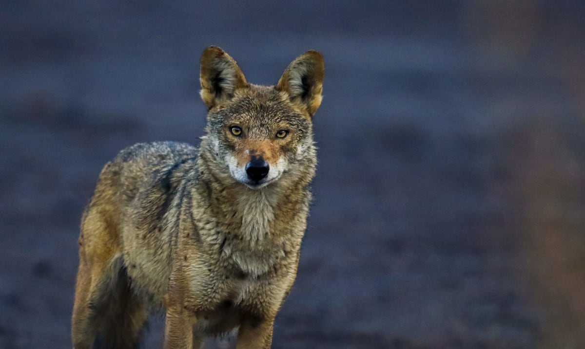 Alerta en Florida: coyotes merodean cerca de casas y autoridades piden mantener mascotas encerradas Alerta en Florida: coyotes merodean cerca de casas y autoridades piden mantener mascotas encerradas