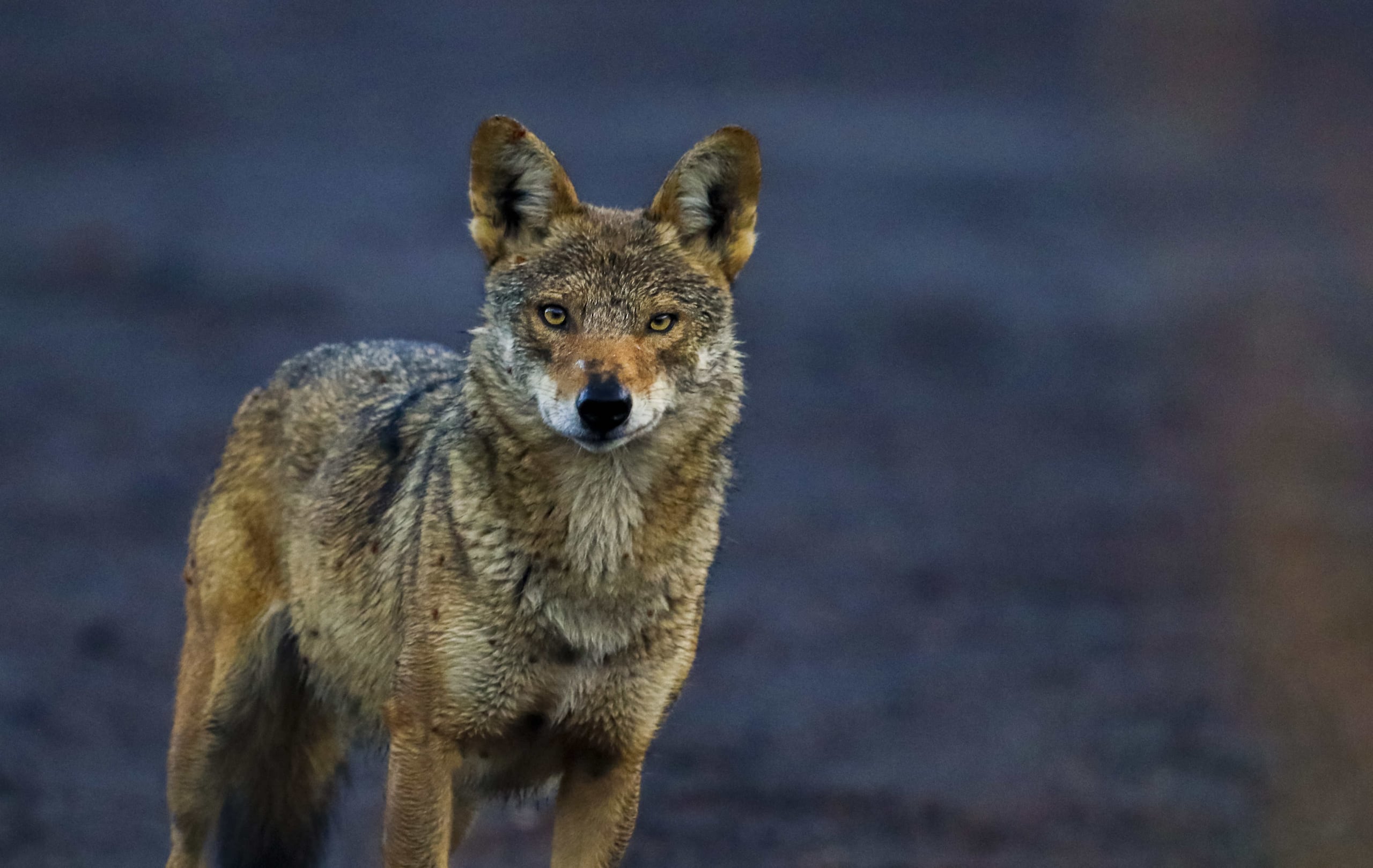 Fotografía de archivo que muestra un coyote.