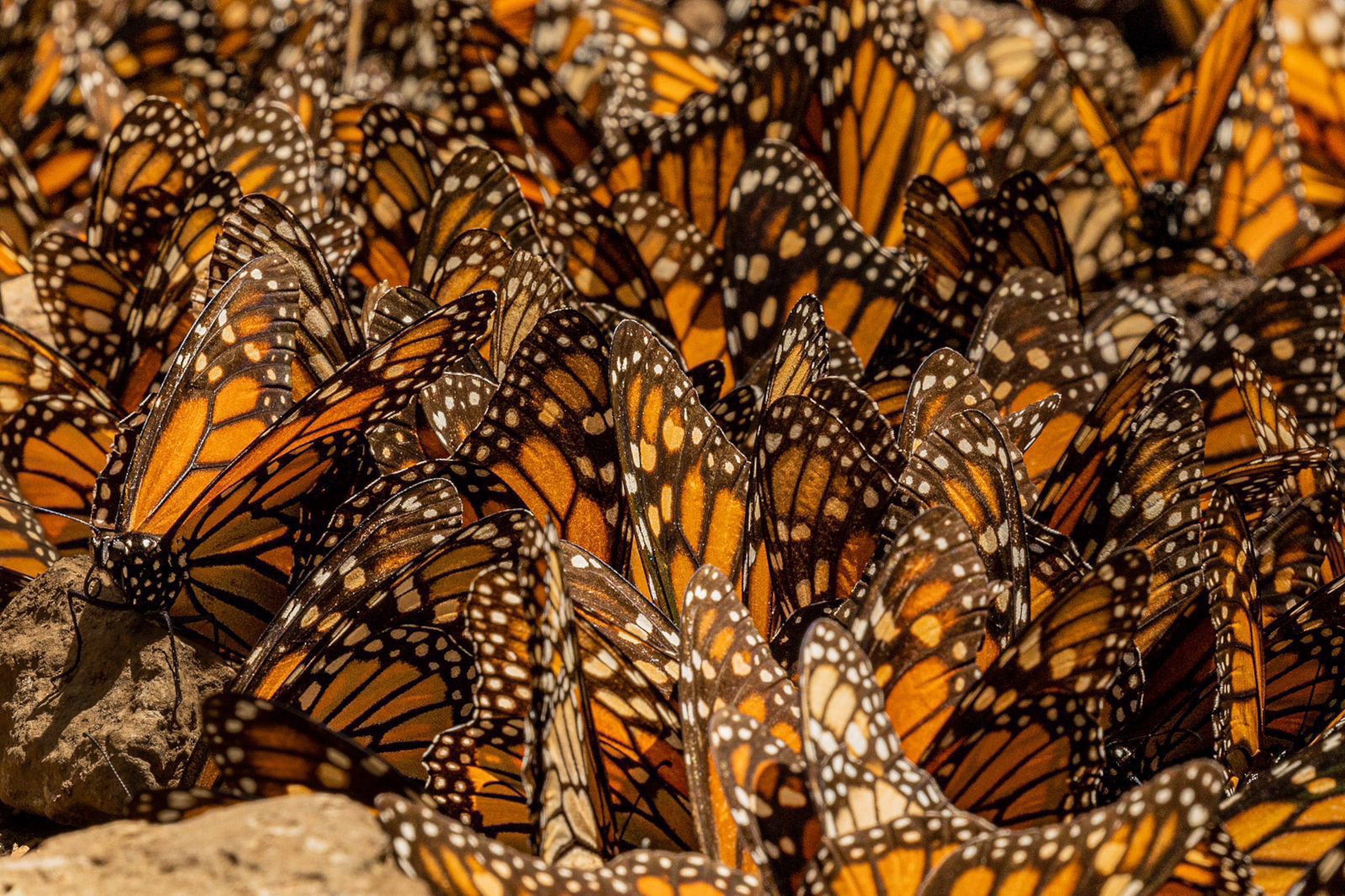 Fotografía sin fecha específica cedida por la Secretaria de Turismo de Michoacán, que muestra mariposas monarca en el santuario de Sierra Chincua, en Ocampo, Michoacán (México). EFE/ Secretaria de Turismo de Michoacán /SOLO USO EDITORIAL/ NO VENTAS/ SOLO DISPONIBLE PARA ILUSTRAR LA NOTICIA QUE ACOMPAÑA (CRÉDITO OBLIGATORIO)