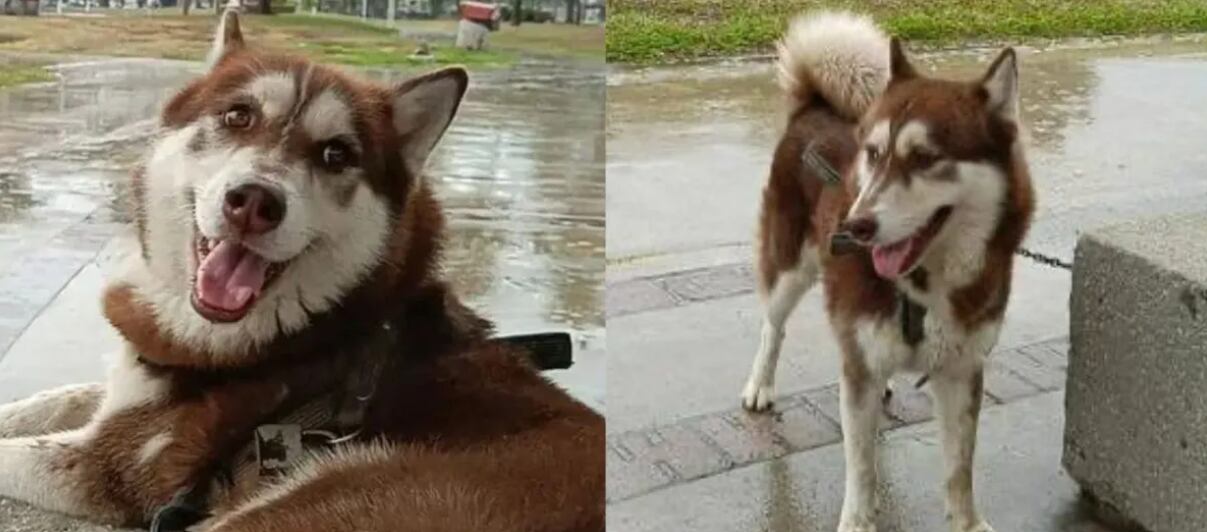 Imagen de la cobertura de: Juzgado en México determina pensión de alimentos para un Husky