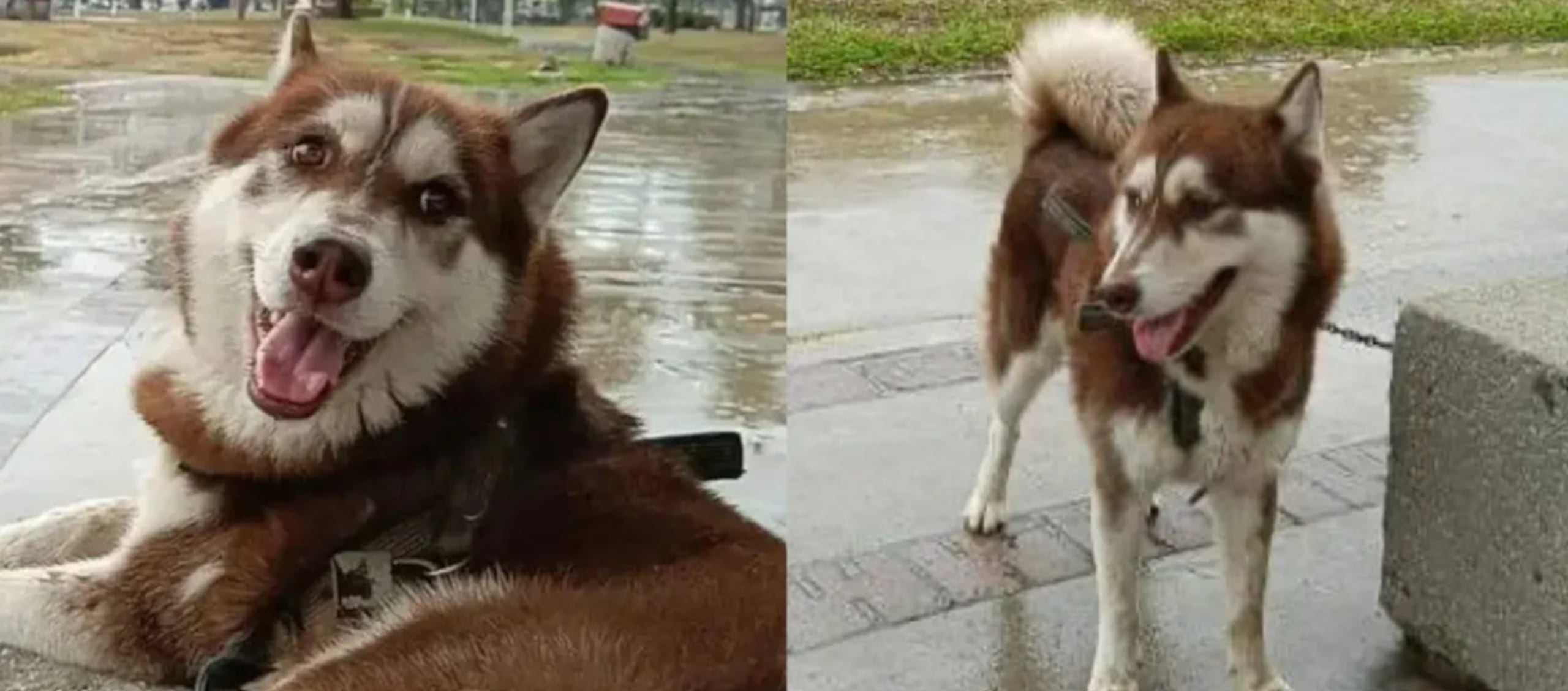 El perro Lucas.