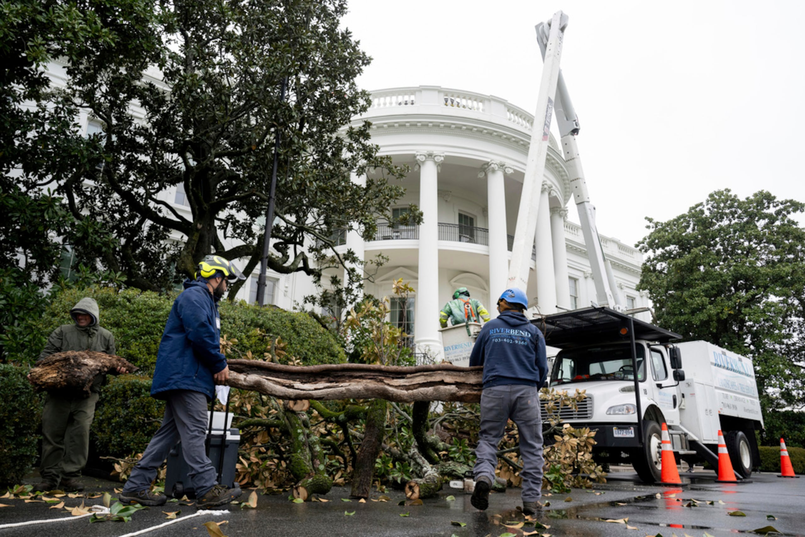 Trabajadores retiran un árbol de magnolia que se cree fue plantado por el expresidente Andrew Jackson, en el Jardín Sur de la Casa Blanca en Washington, el 7 de abril de 2025.