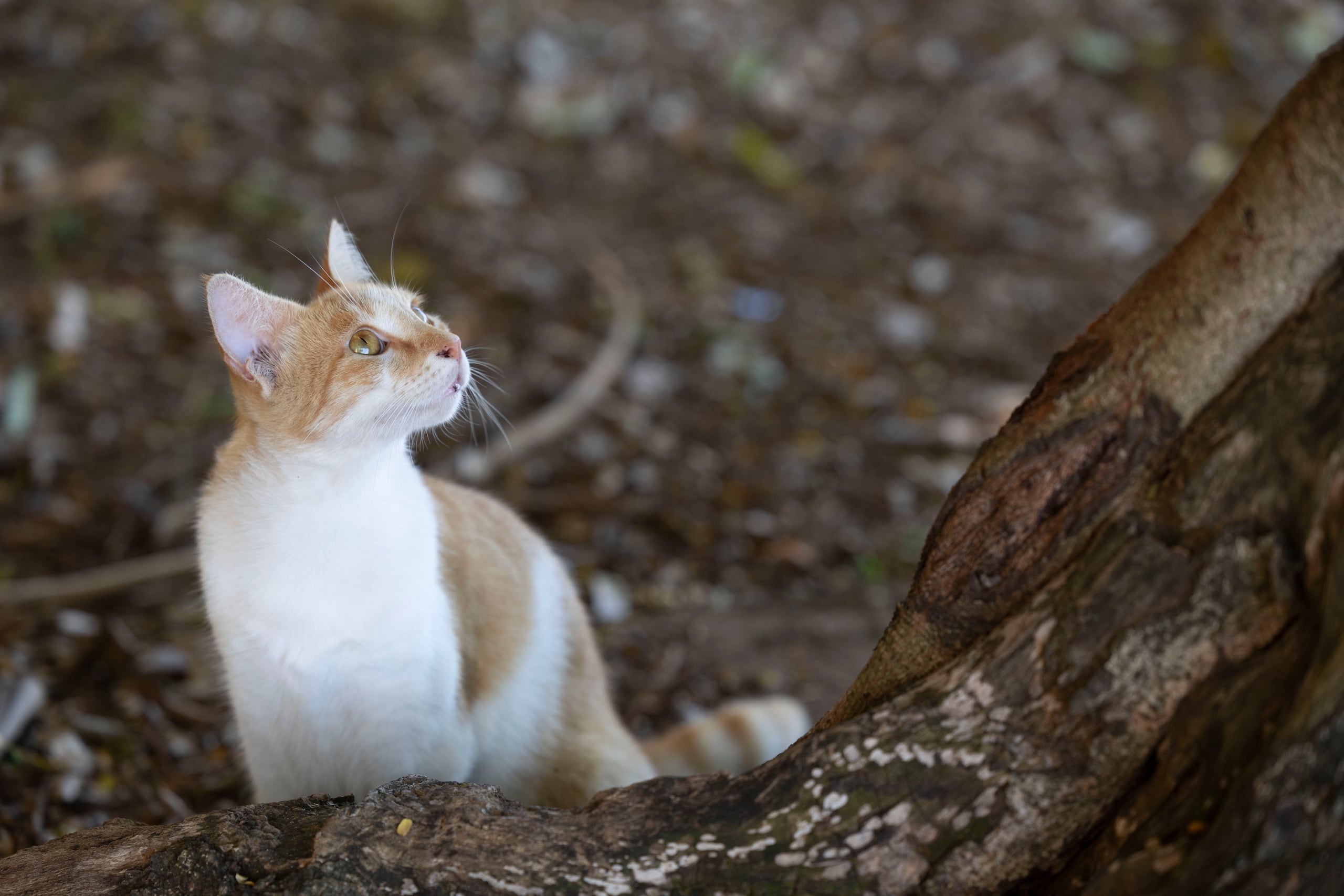 Hace unos dos años, funcionarios federales dijeron que la población felina había crecido demasiado y que los “encuentros entre visitantes y gatos, y el olor de la orina y excremento son... incompatibles con el paisaje cultural”.