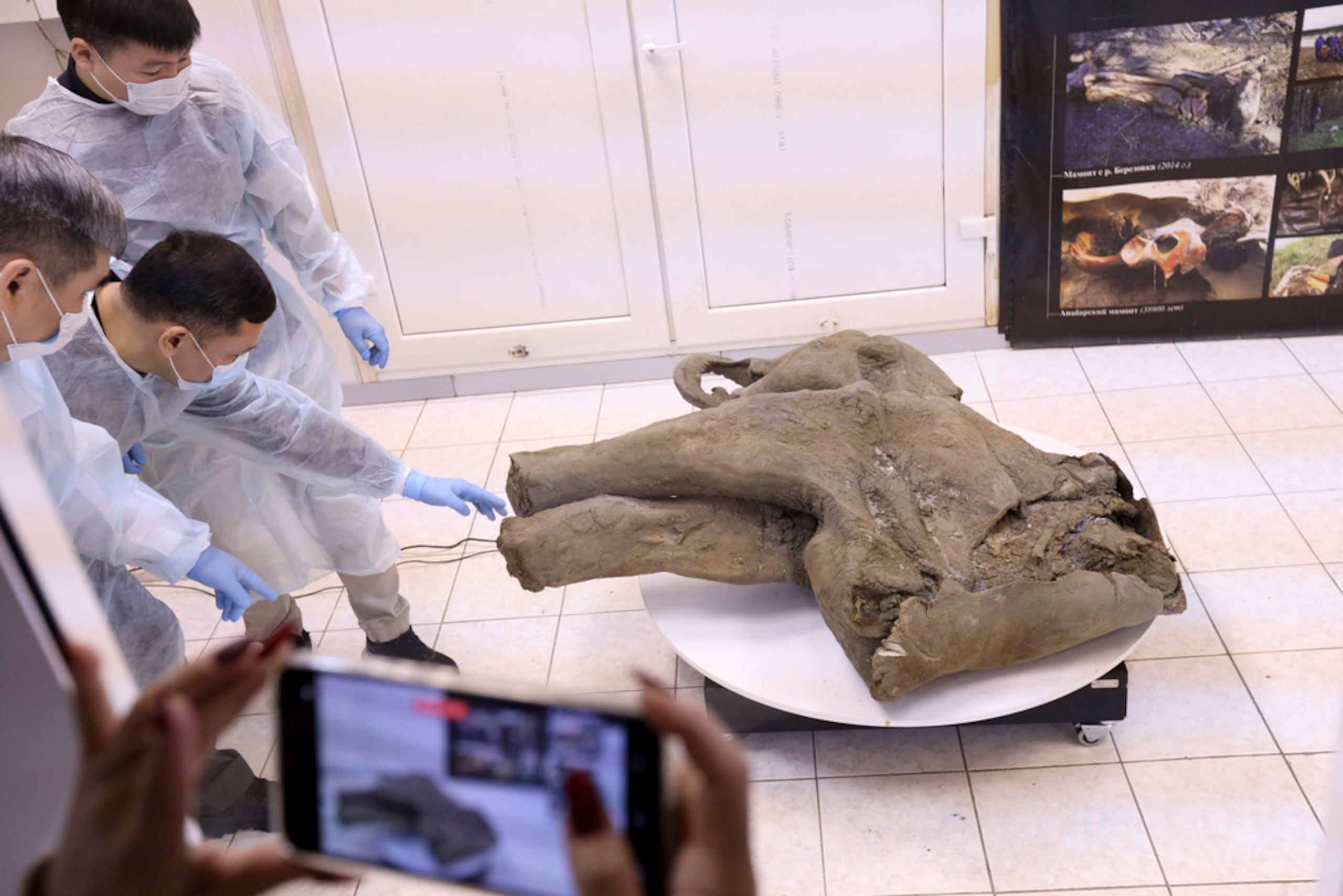 Foto suministrada por el Museo de Mamuts en la Universidad Federal del Nororiente de Rusia, el 23 de diciembre del 2024, que muestra a científicos con los restos preservados de un mamut de hace 50,000 años.