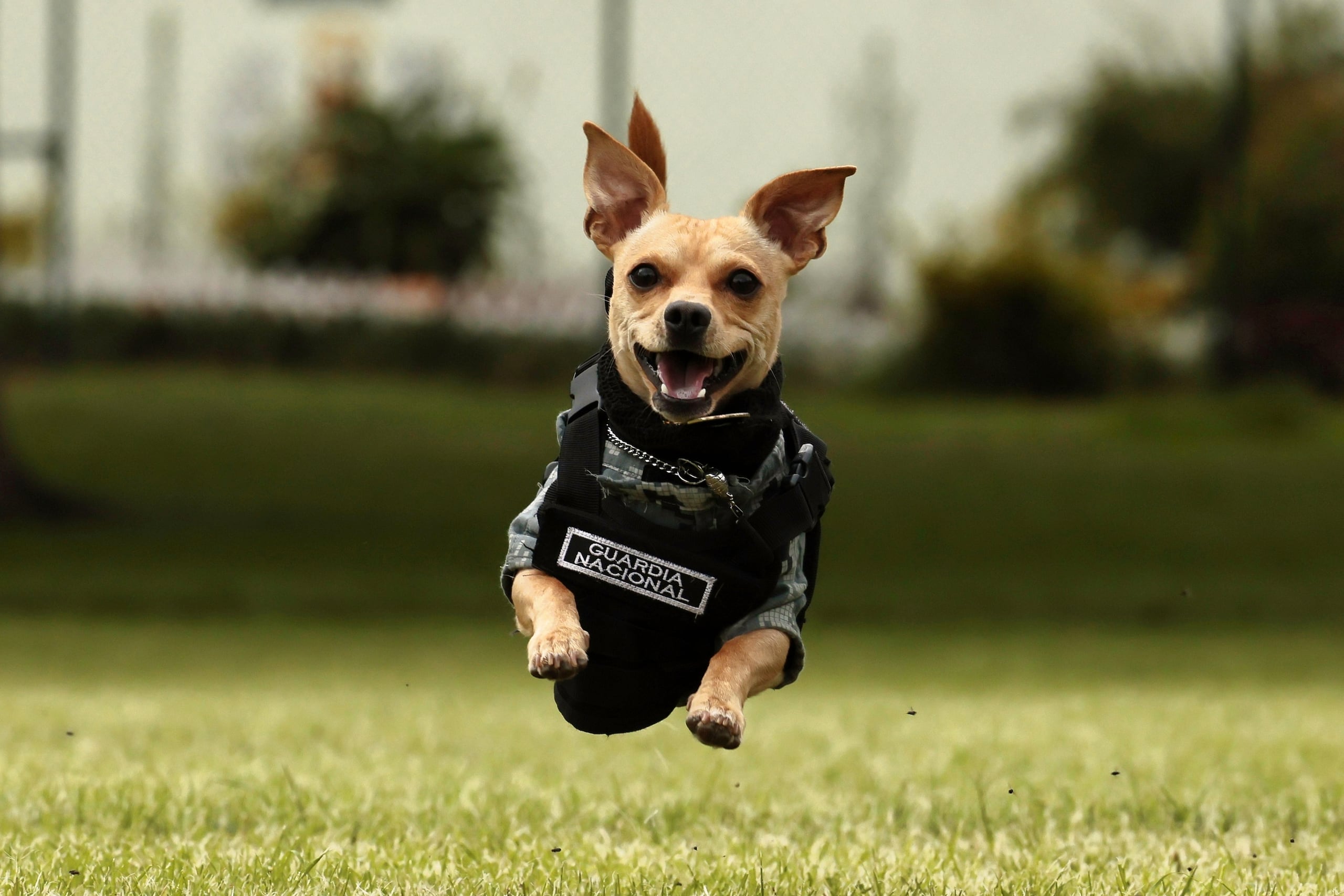 'Comando', el perro de raza Chihuahua integrante de la Guardia Nacional hace una demostración en las instalaciones del Campo Militar 1A este sábado, en el municipio de Naucalpan, en el Estado de México (México). EFE/ José Méndez