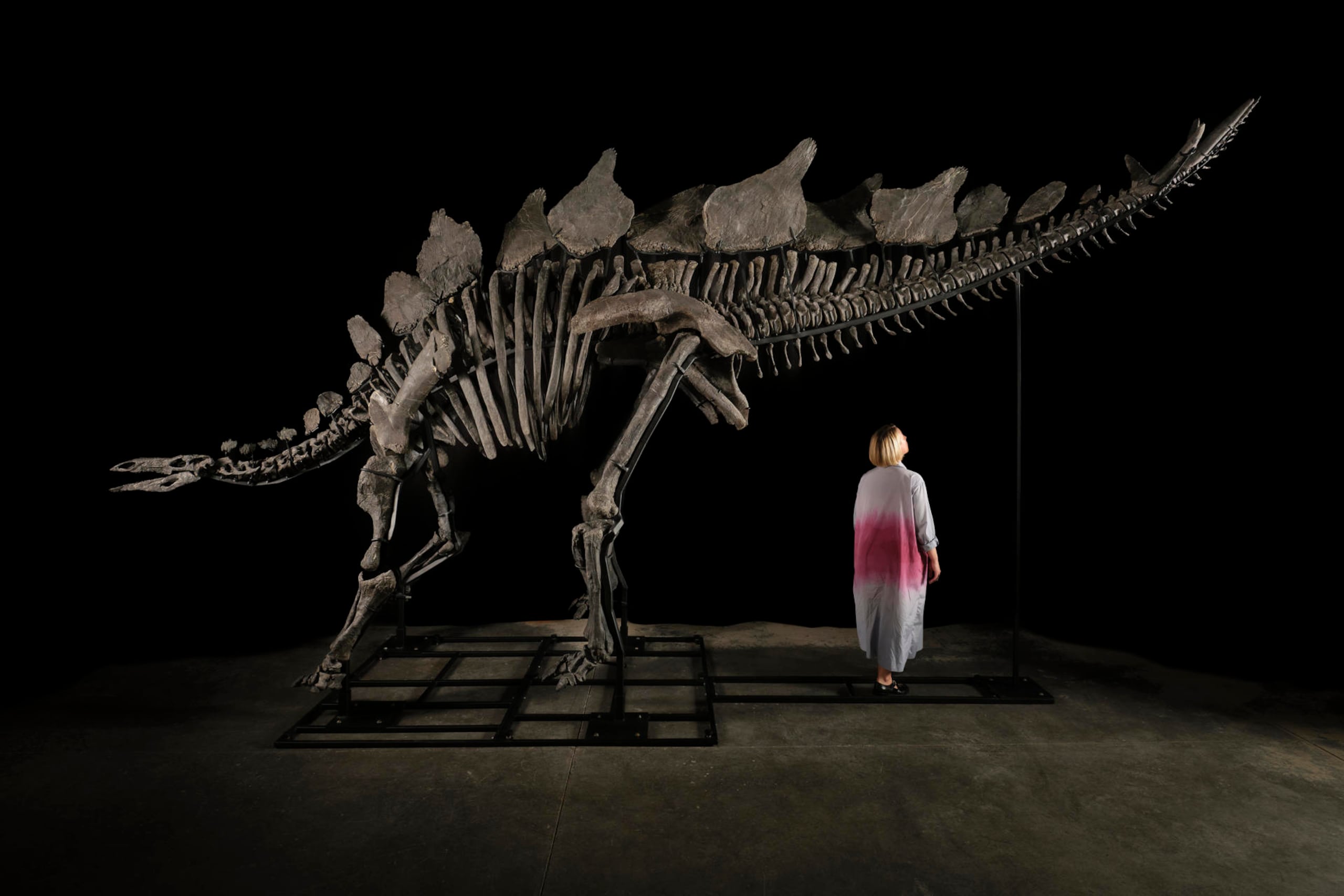 Fotografía sin fechar cedida por Sothebys que muestra el esqueleto de un dinosaurio "Stegosaurus" apodado "Apex", en Nueva York.