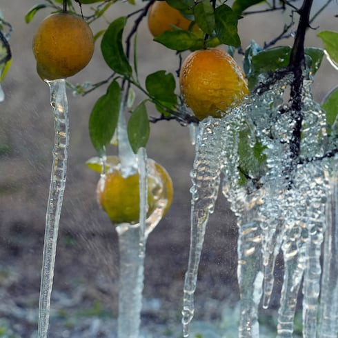 FOTOS: ¡Se congela Florida! El hielo se apoderó de todo
