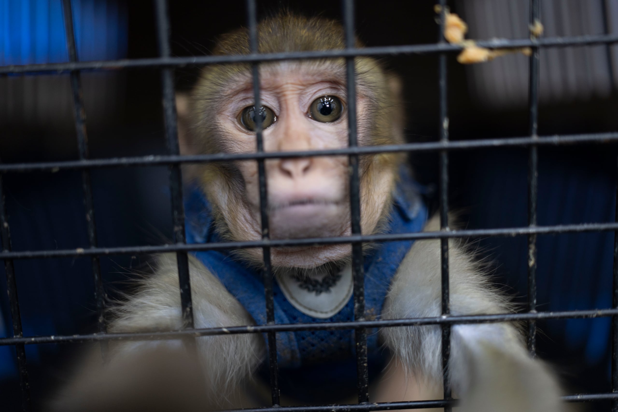 Entre los animales a llevarse están los monos rhesus, serpientes, y caimanes.
