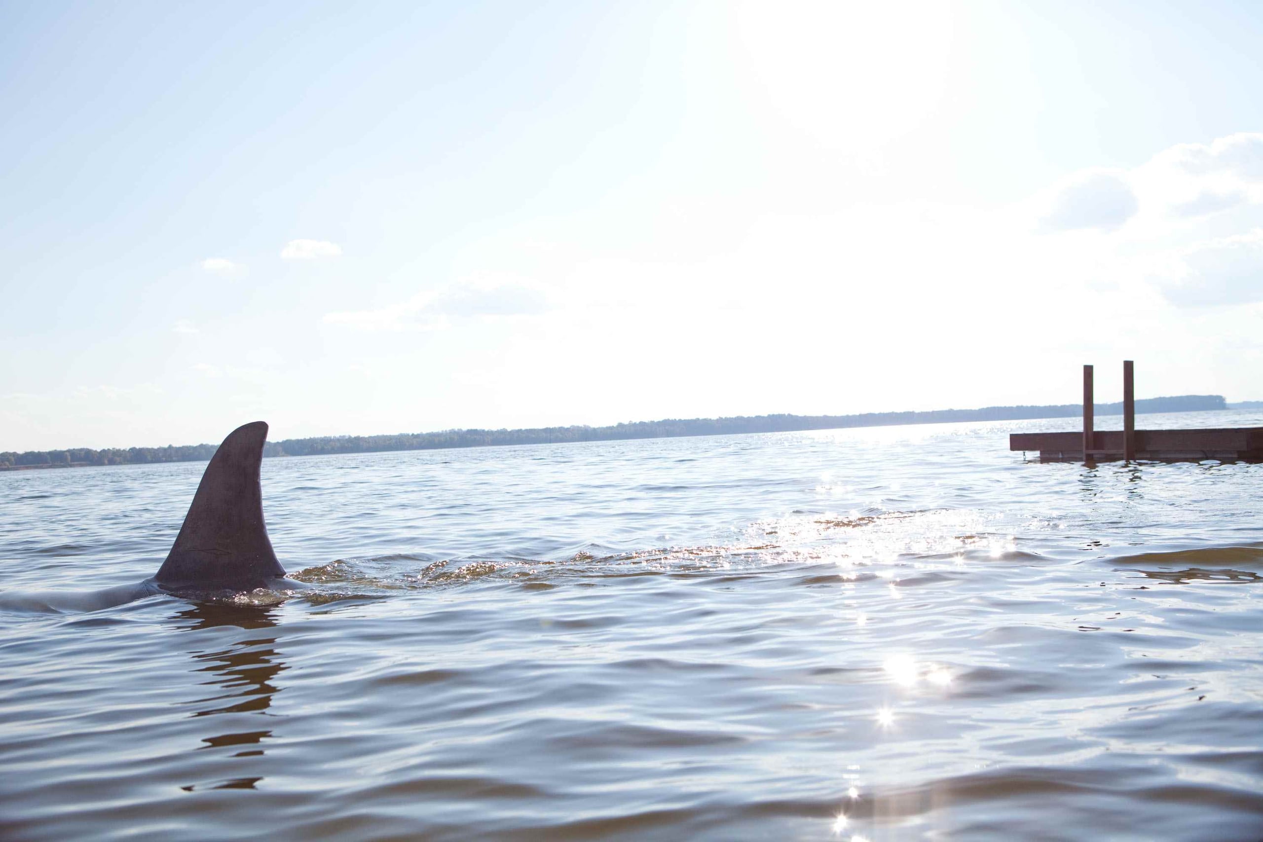 Los recientes ataques de tiburones han batido récord en lo que va de 2015 en Carolina del Norte. (AP)