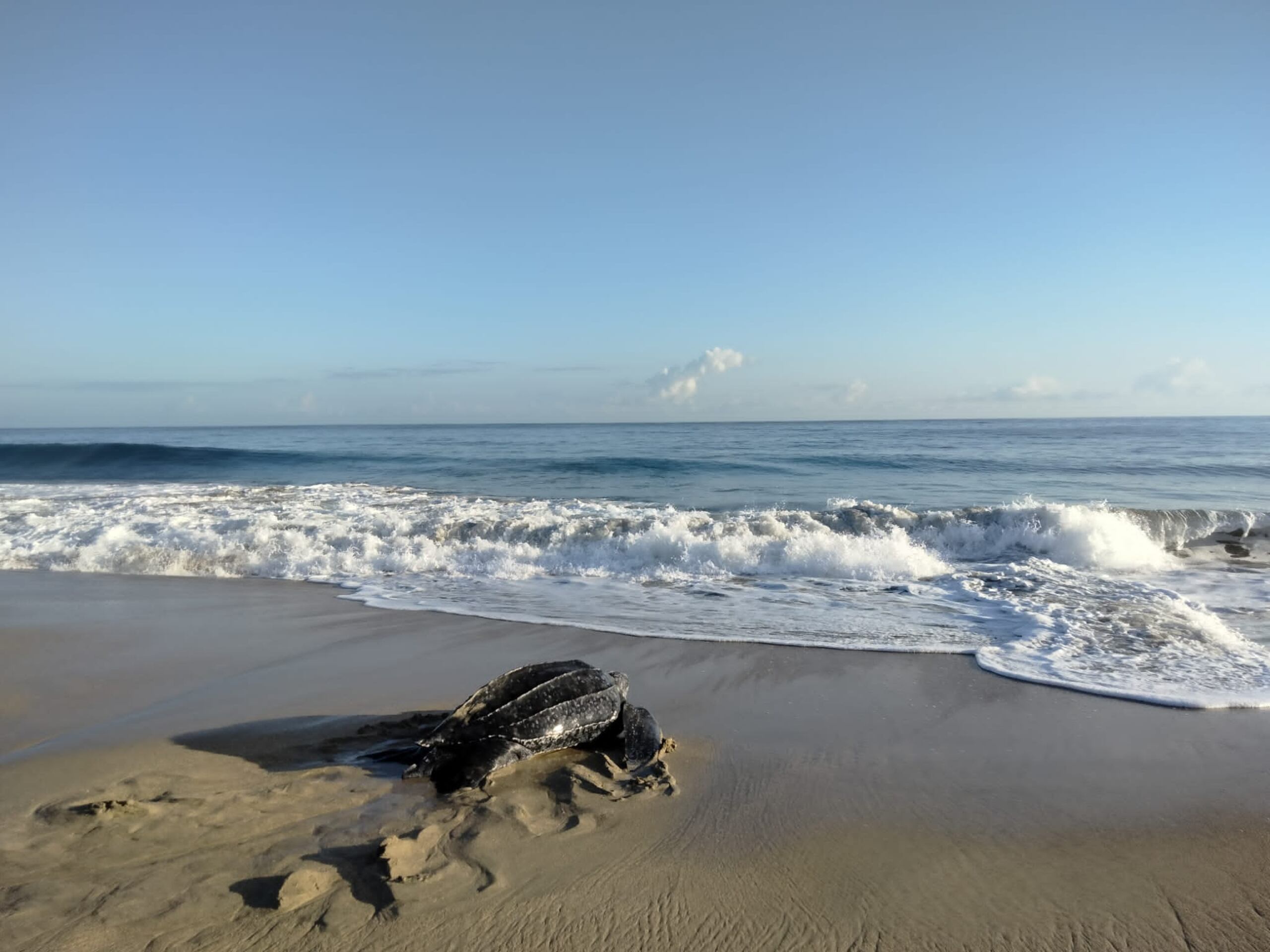 DRNA estableció trampas para atrapar a los perros realengos que, aparentemente, las están atacando.